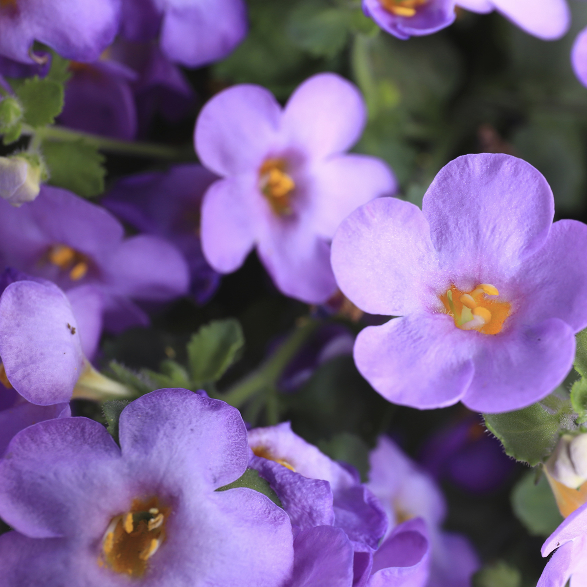 70060753-flower.jpg