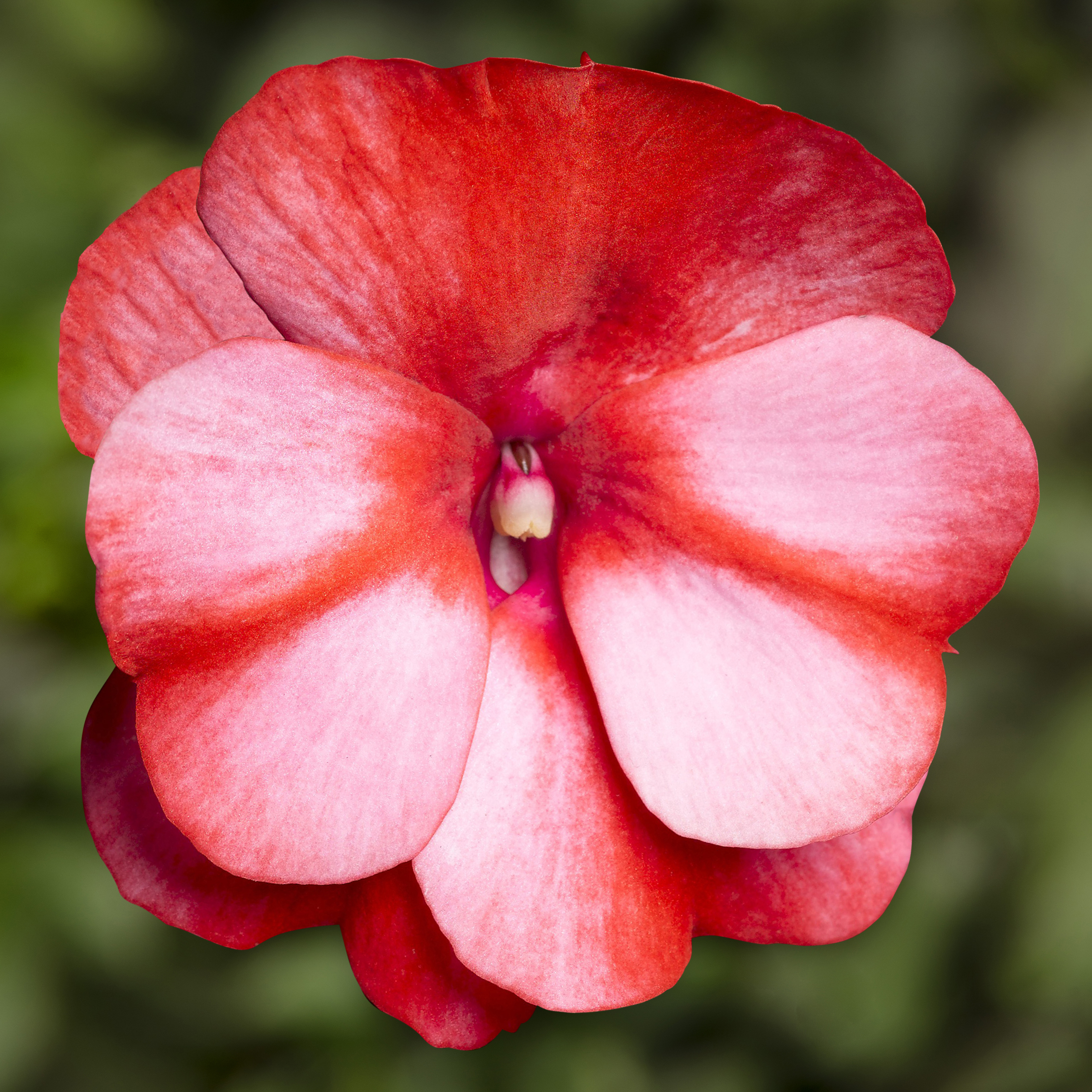 Sonic® Red Star | Syngenta Flowers