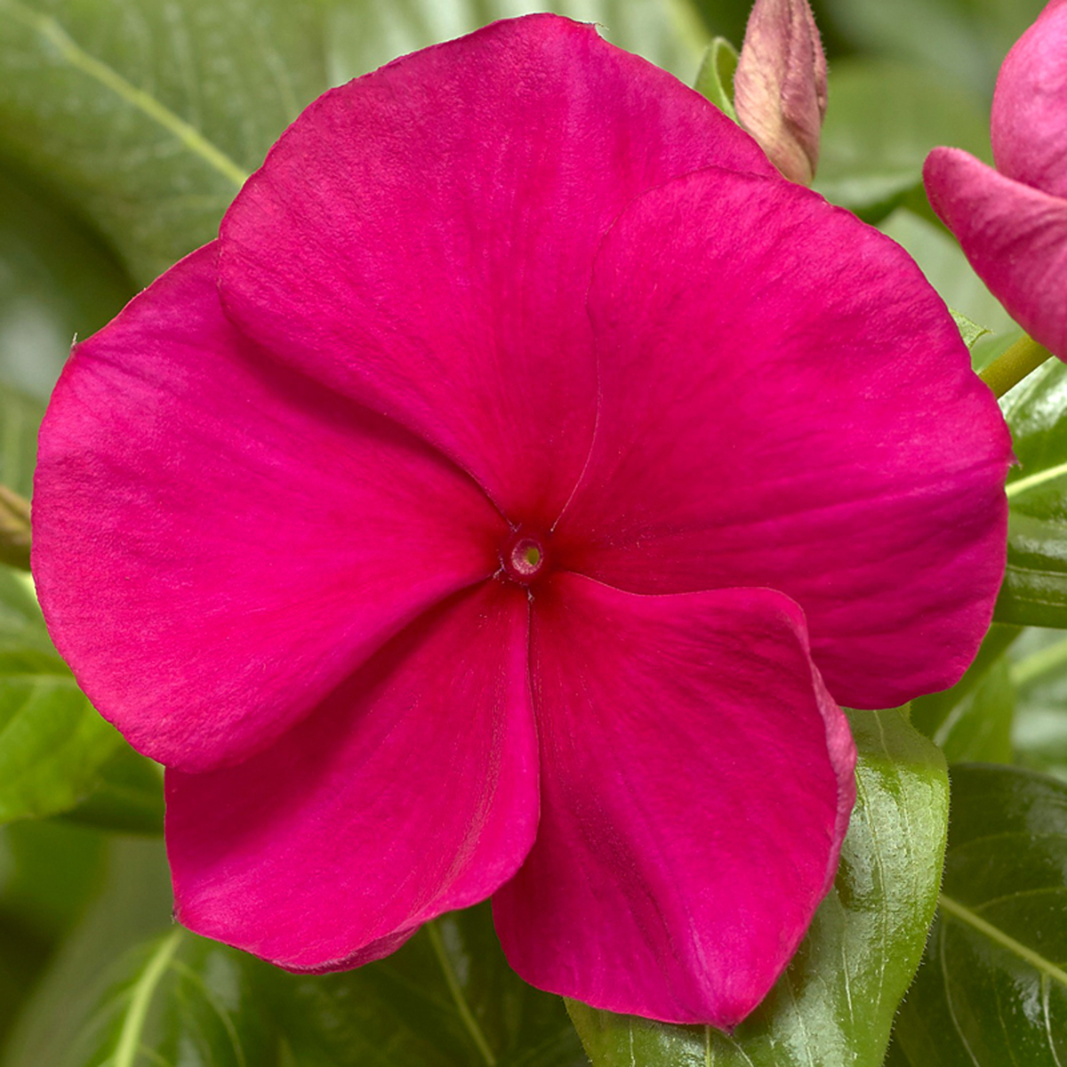 70064215-flower.jpg