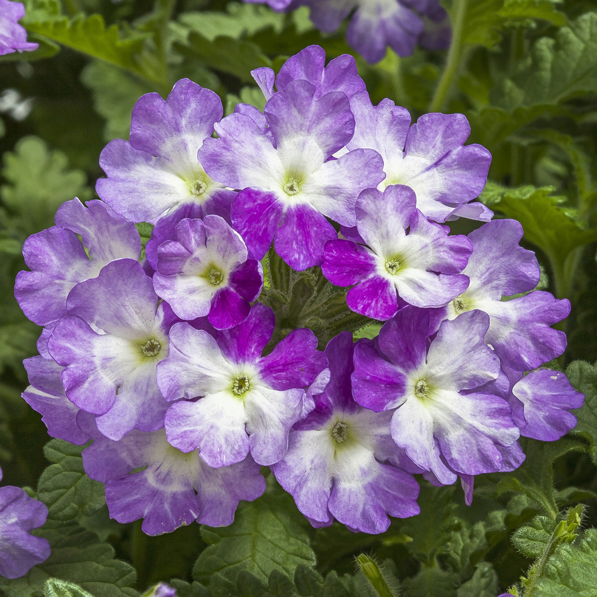 70065893-flower.jpg