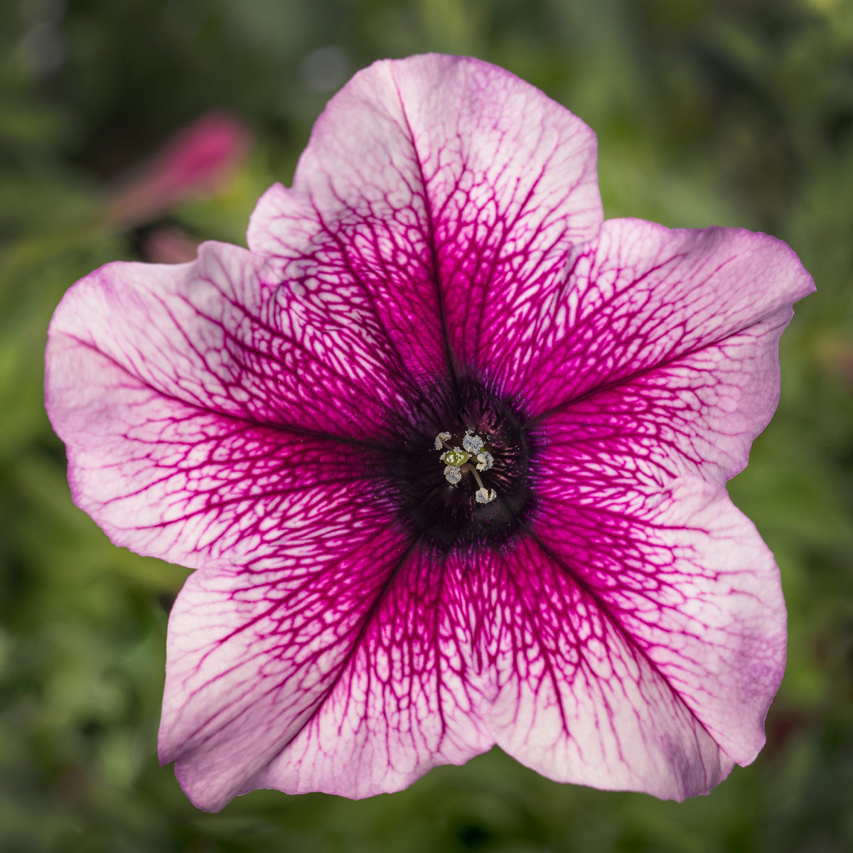 70087749-flower.jpg