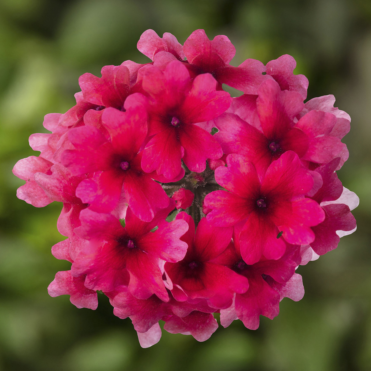 70089866-flower.jpg