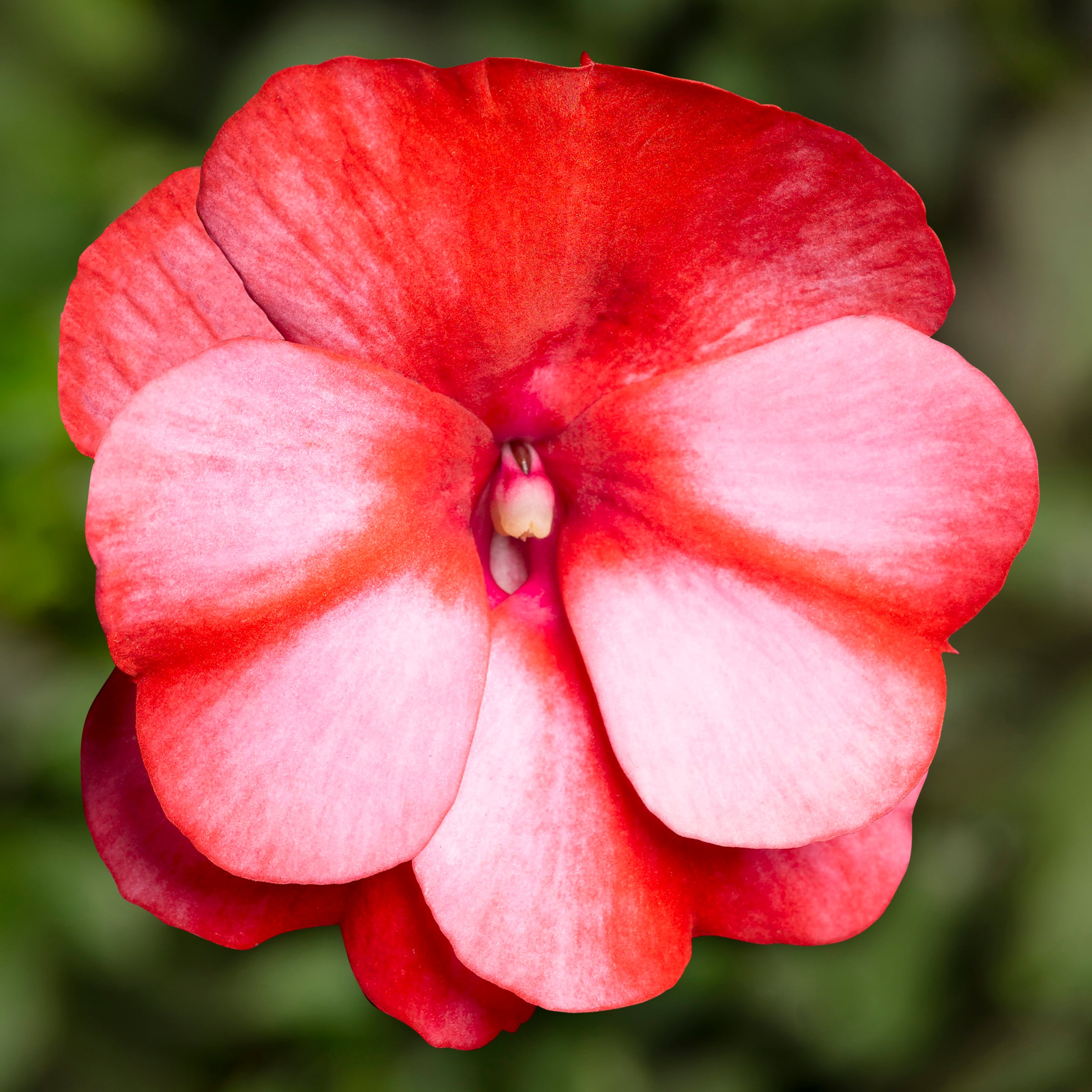 サイユイ・インク・バイオレットレッド Sonic® Red Star | Syngenta Flowers