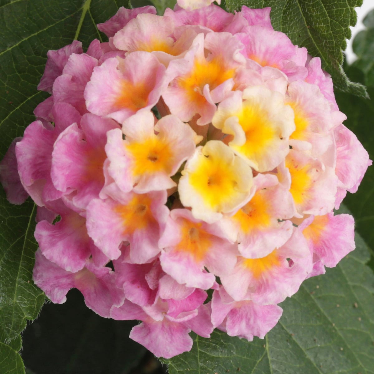 花 Pannnda Lantana Bandana® 'Pink Improved' from Penn State Trial Gardens