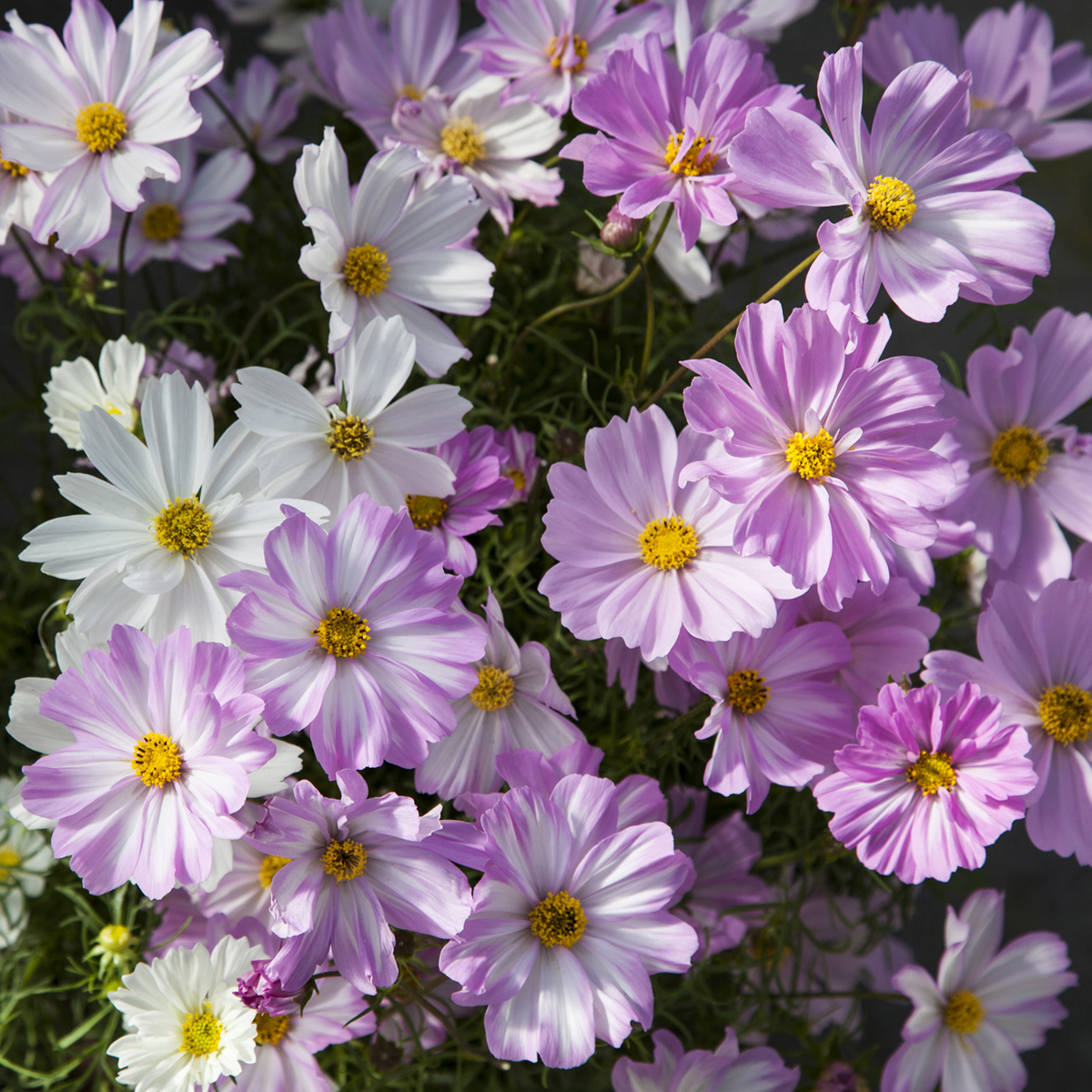 Apollo Lovesong | Syngenta Flowers