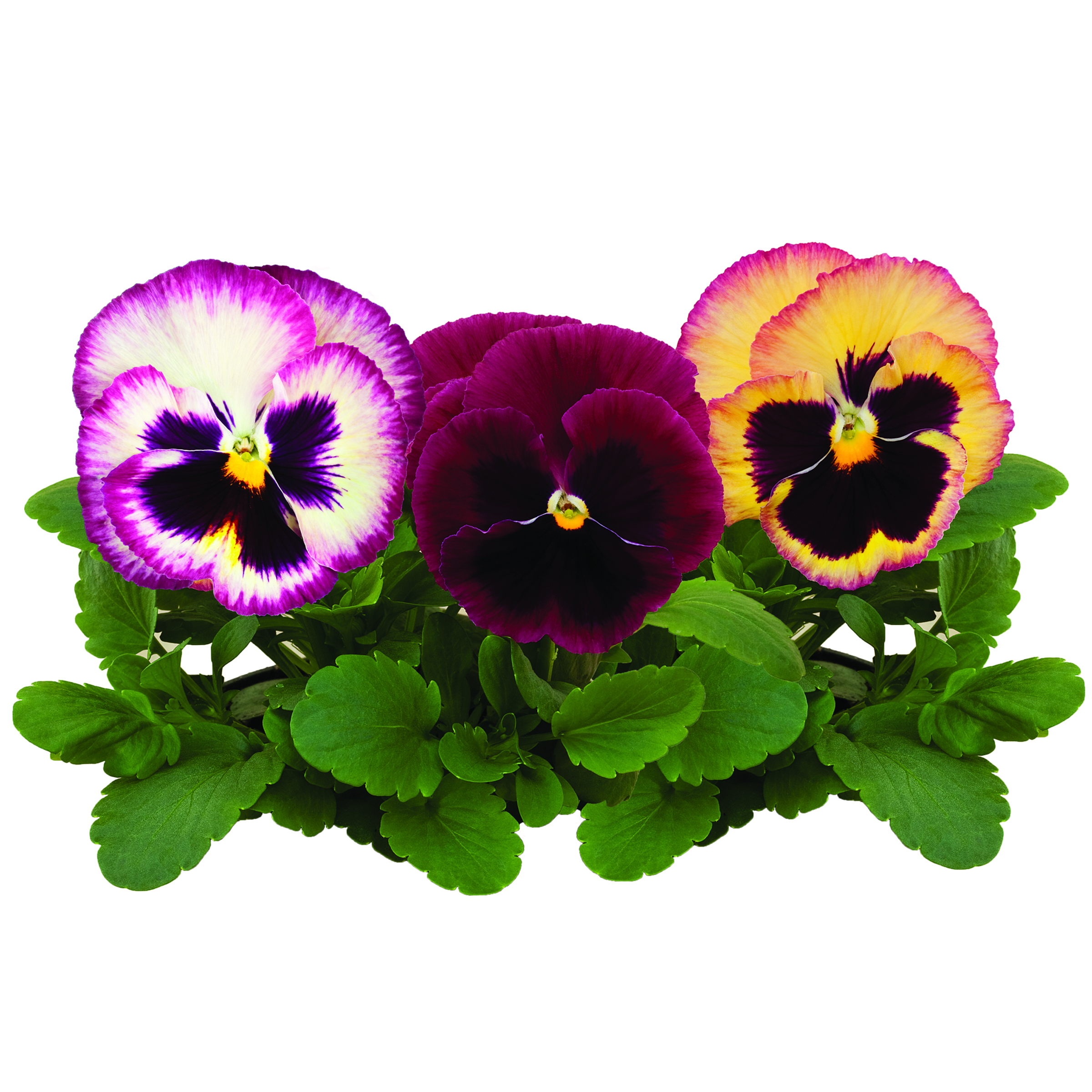Colossus® Rose Surprise | Syngenta Flowers