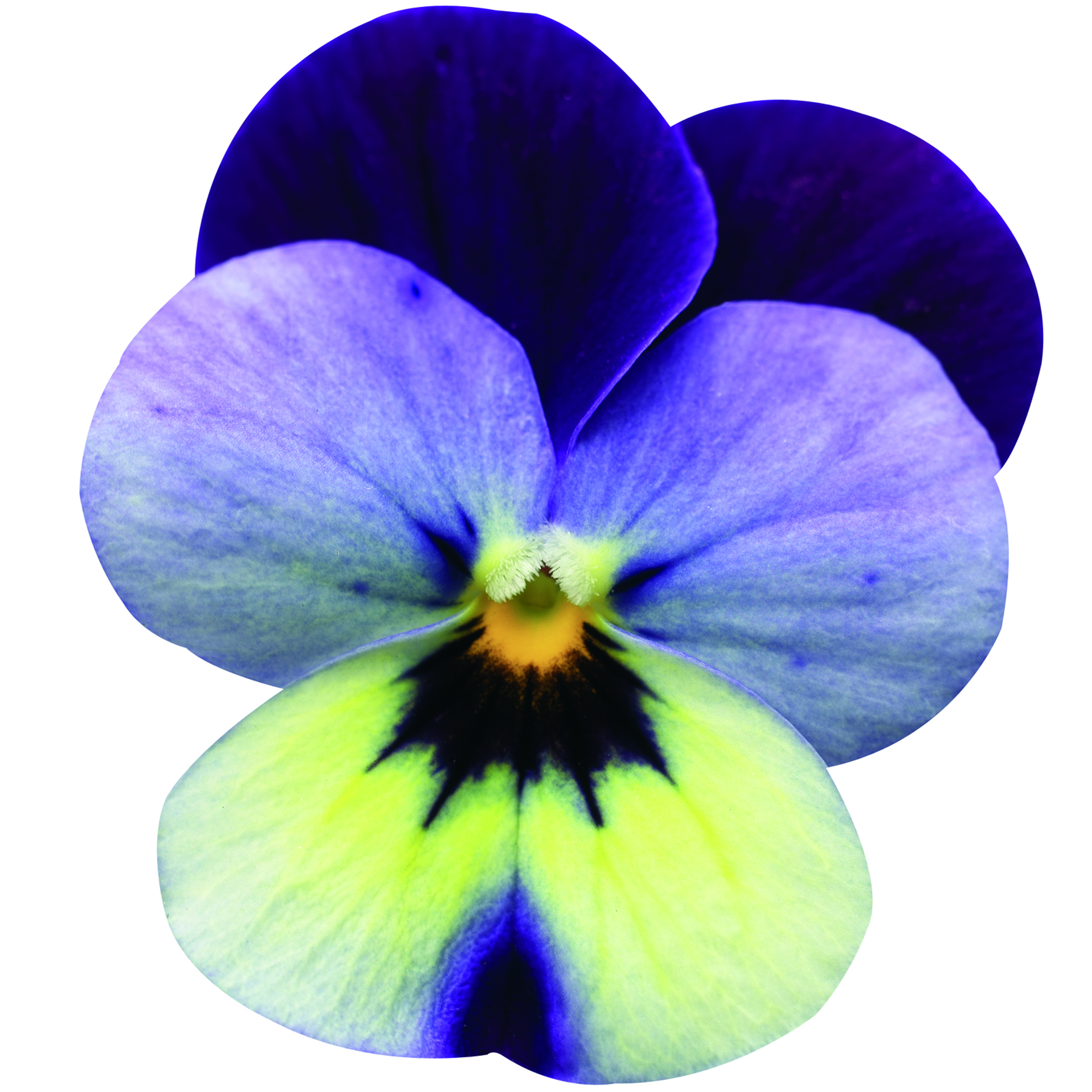 70000467-flower.jpg