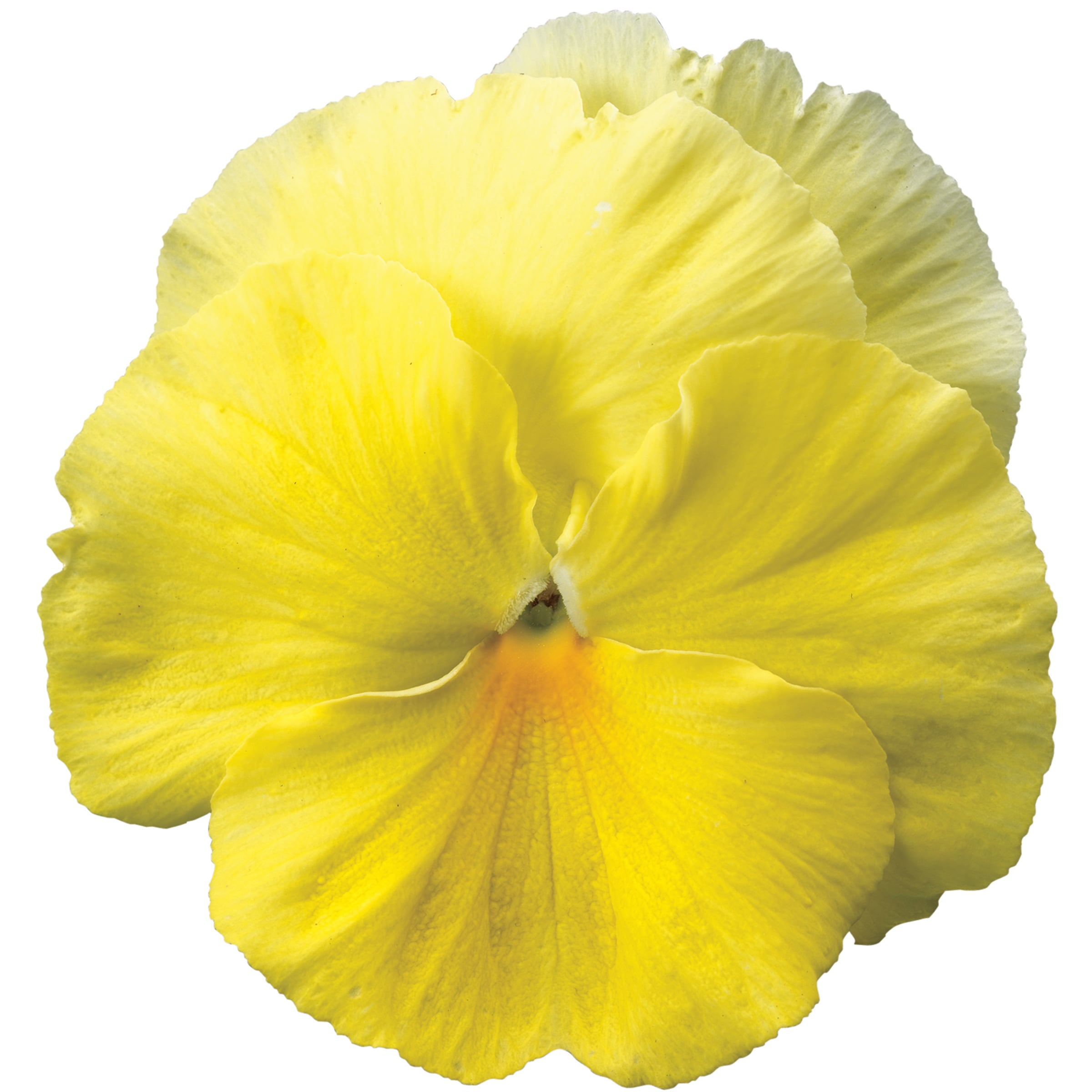 70007313-flower.jpg