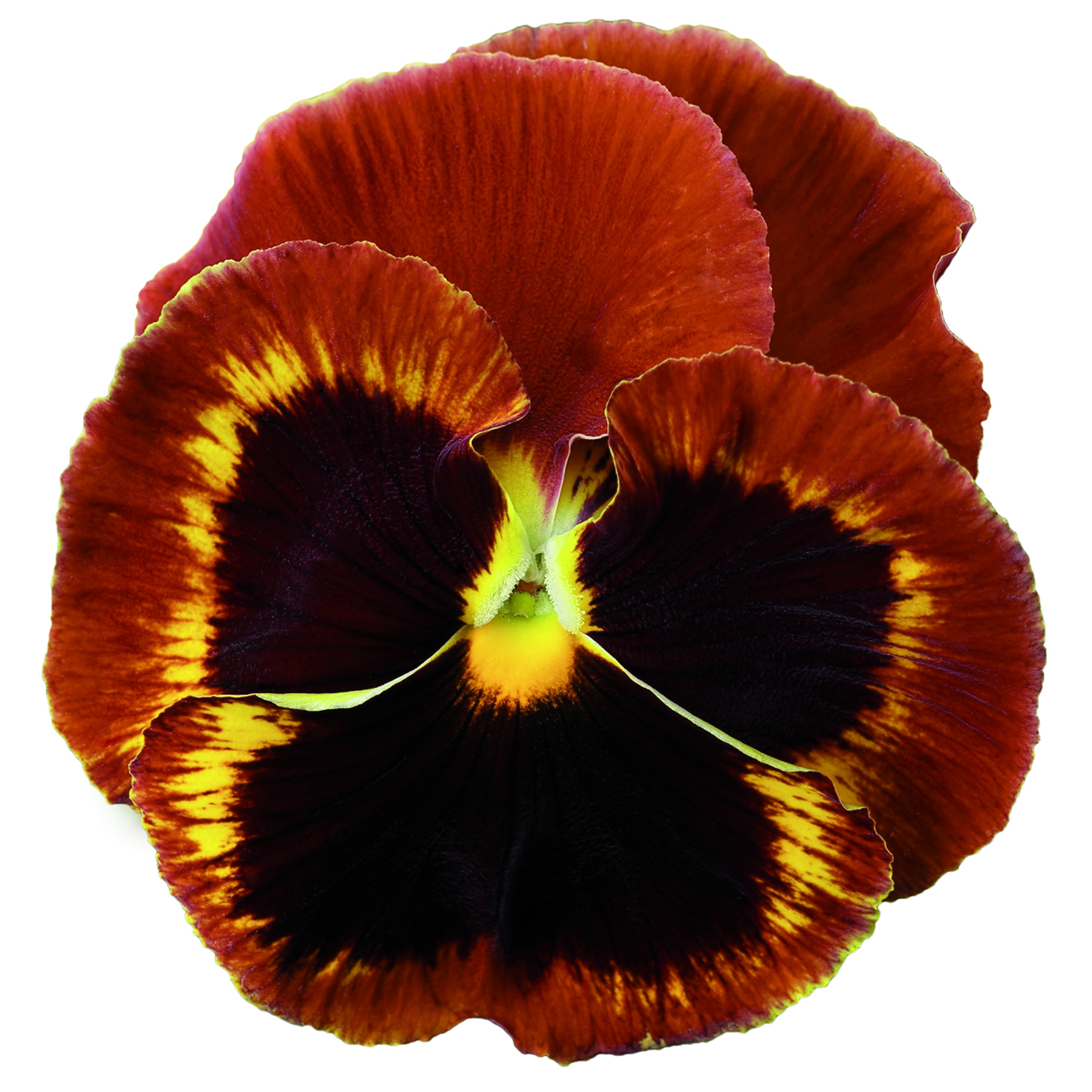 Colossus® Fire Surprise | Syngenta Flowers