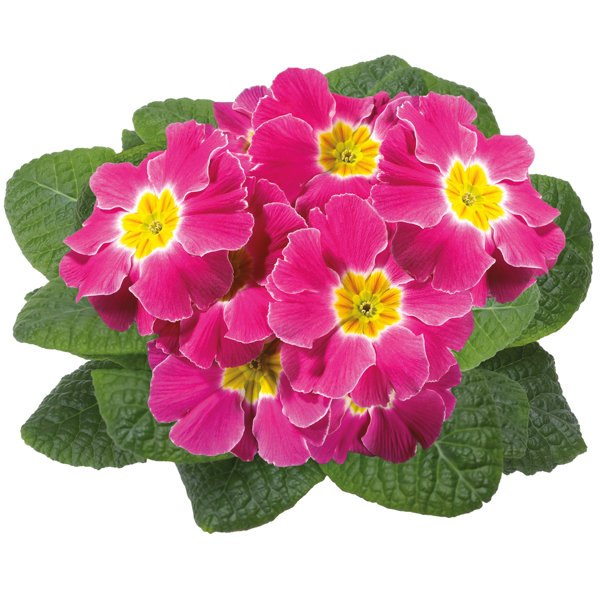 m*o様 食虫植物 P. primuliflora rose ③ m*o様 食虫植物 P. primuliflora rose ③ m*o様 食虫植物 P