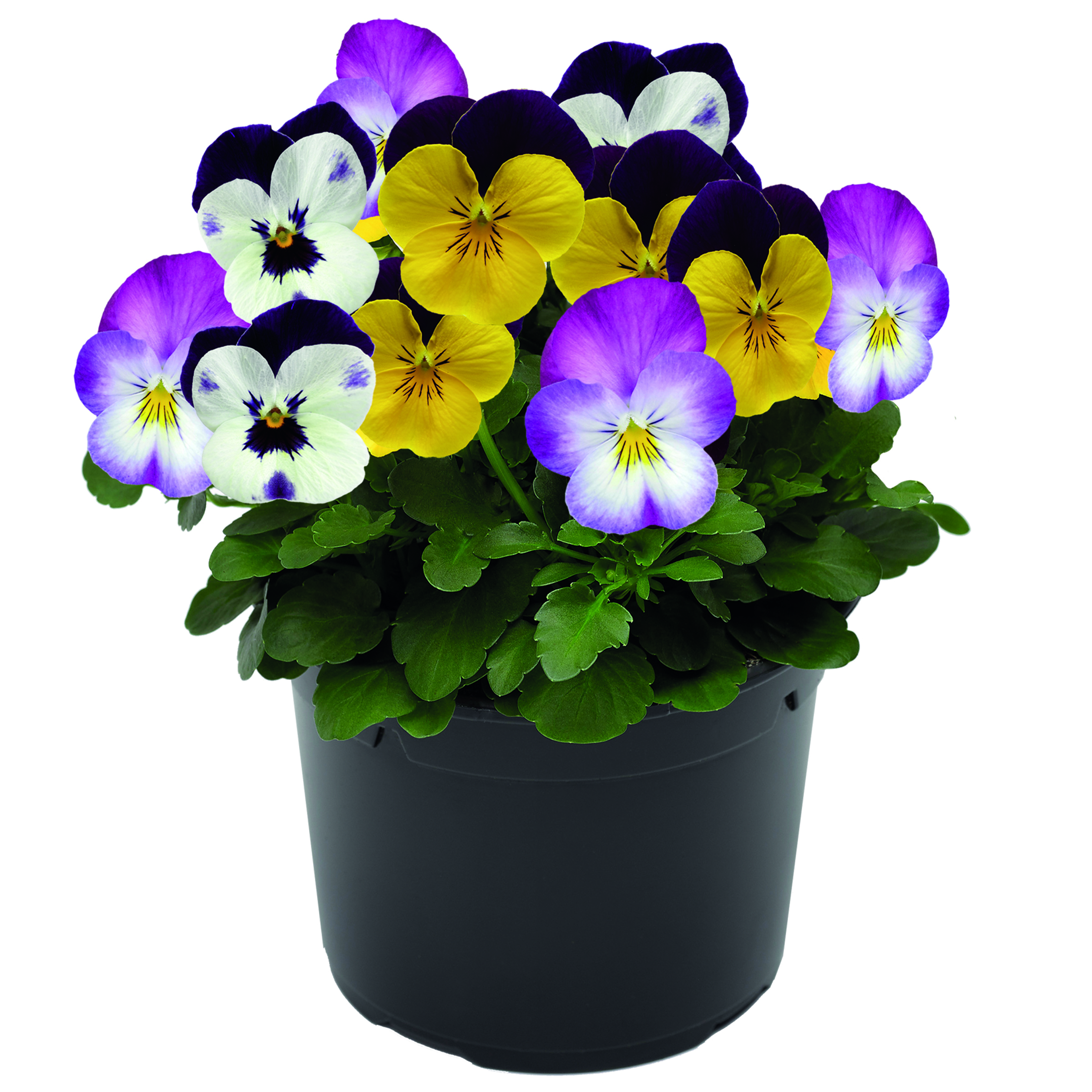 70098524-pot.jpg