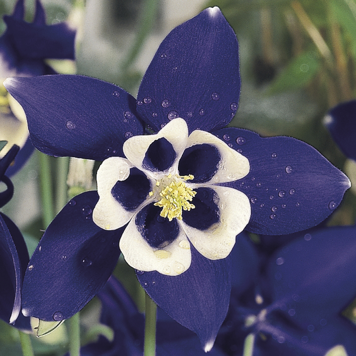 70003194-flower.jpg