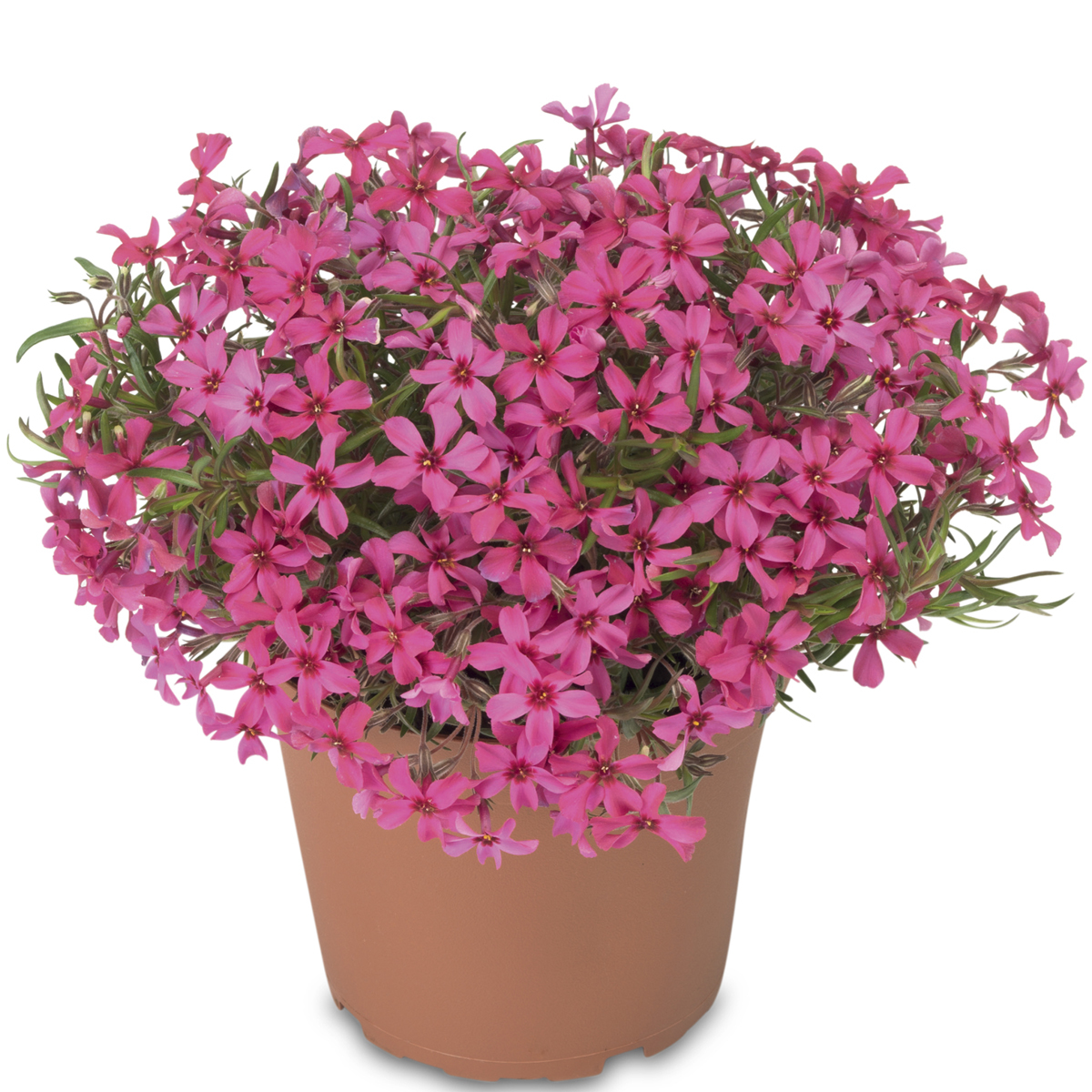 Scarlet Flame | Syngenta Flowers