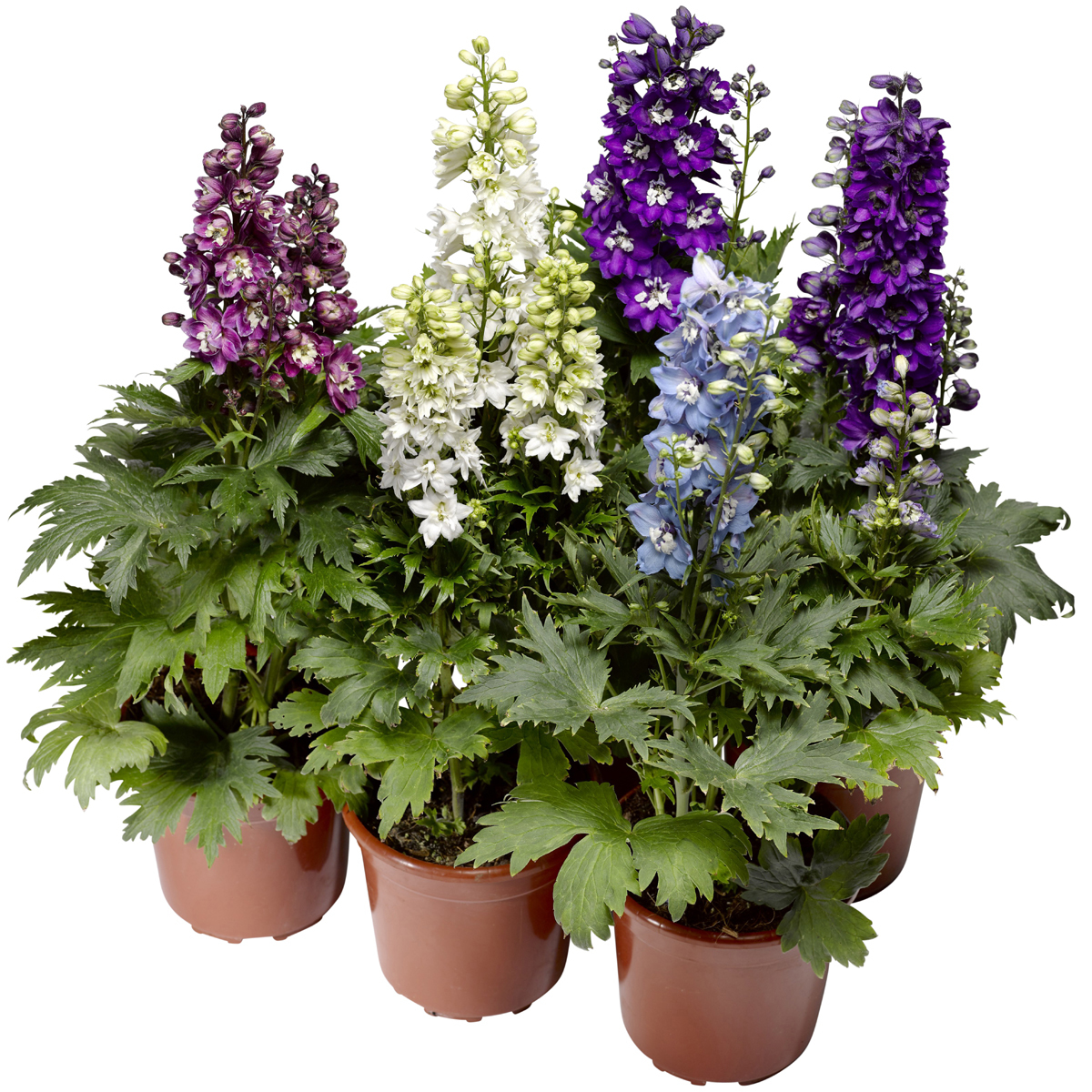 Delphina Mix | Syngenta Flowers