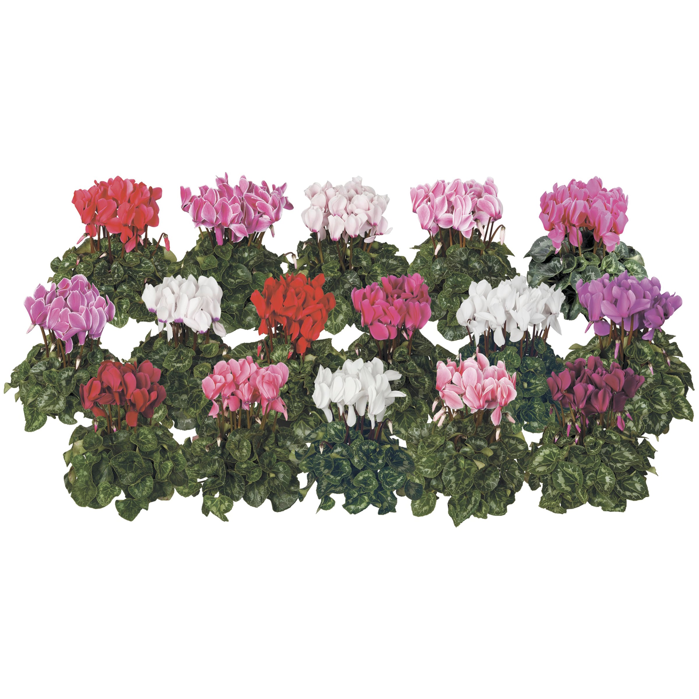 ★flower ページ★ 70003422-flower.jpg
