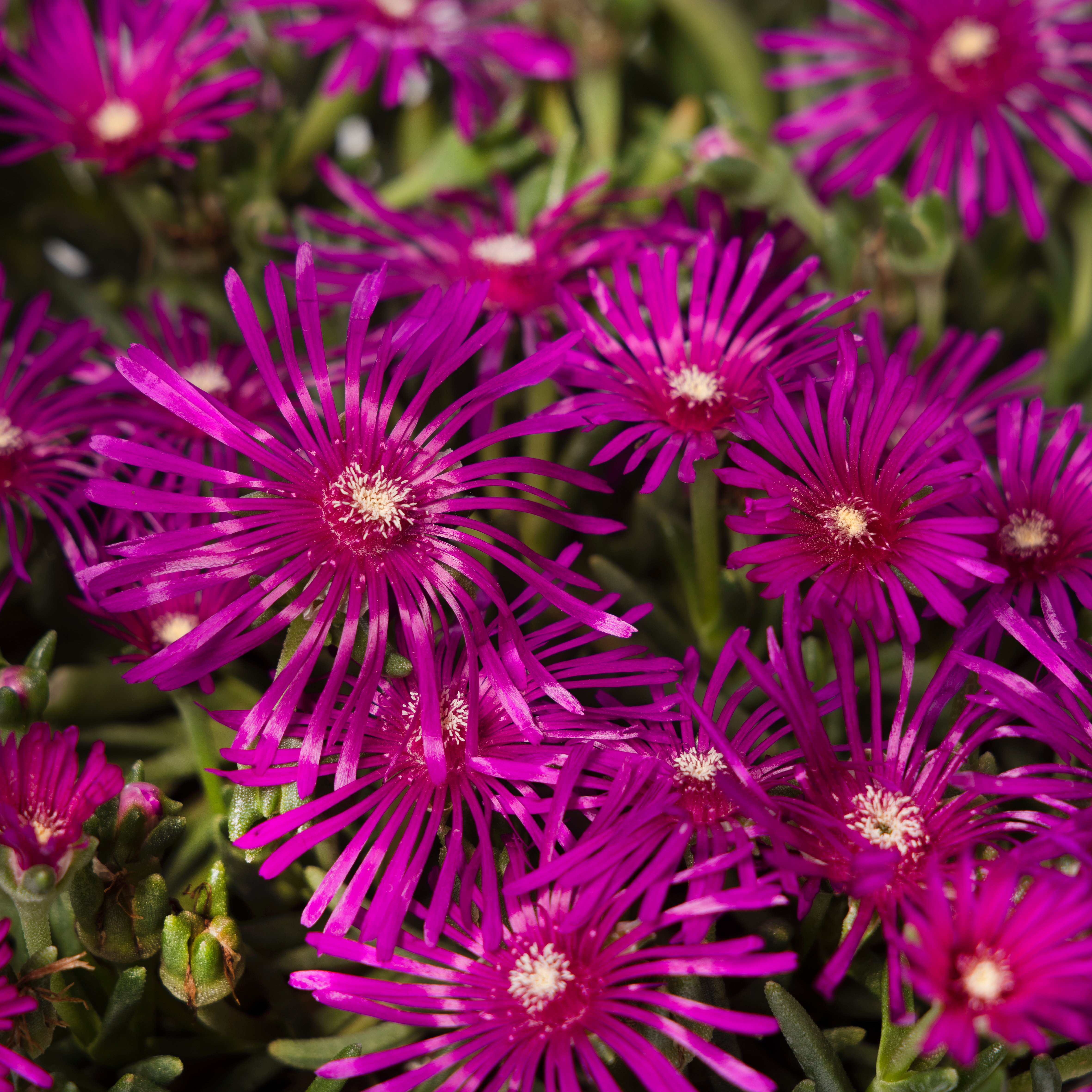 Delosperma Cooperi | Syngenta Flowers