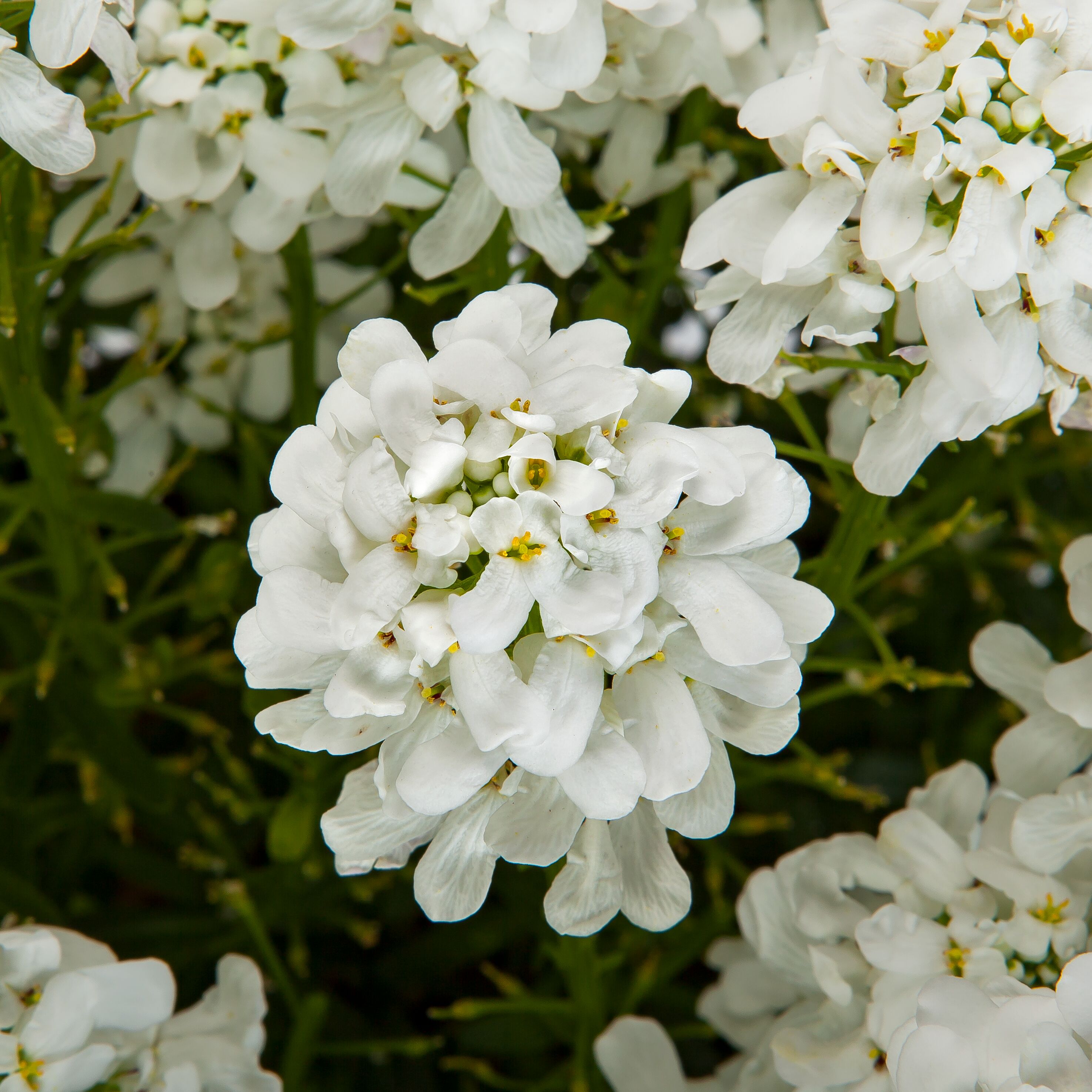 Candy Tuft - Whistler White