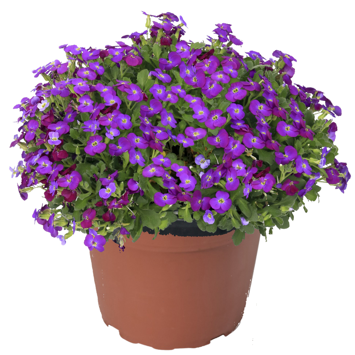 Axcent Deep Purple | Syngenta Flowers