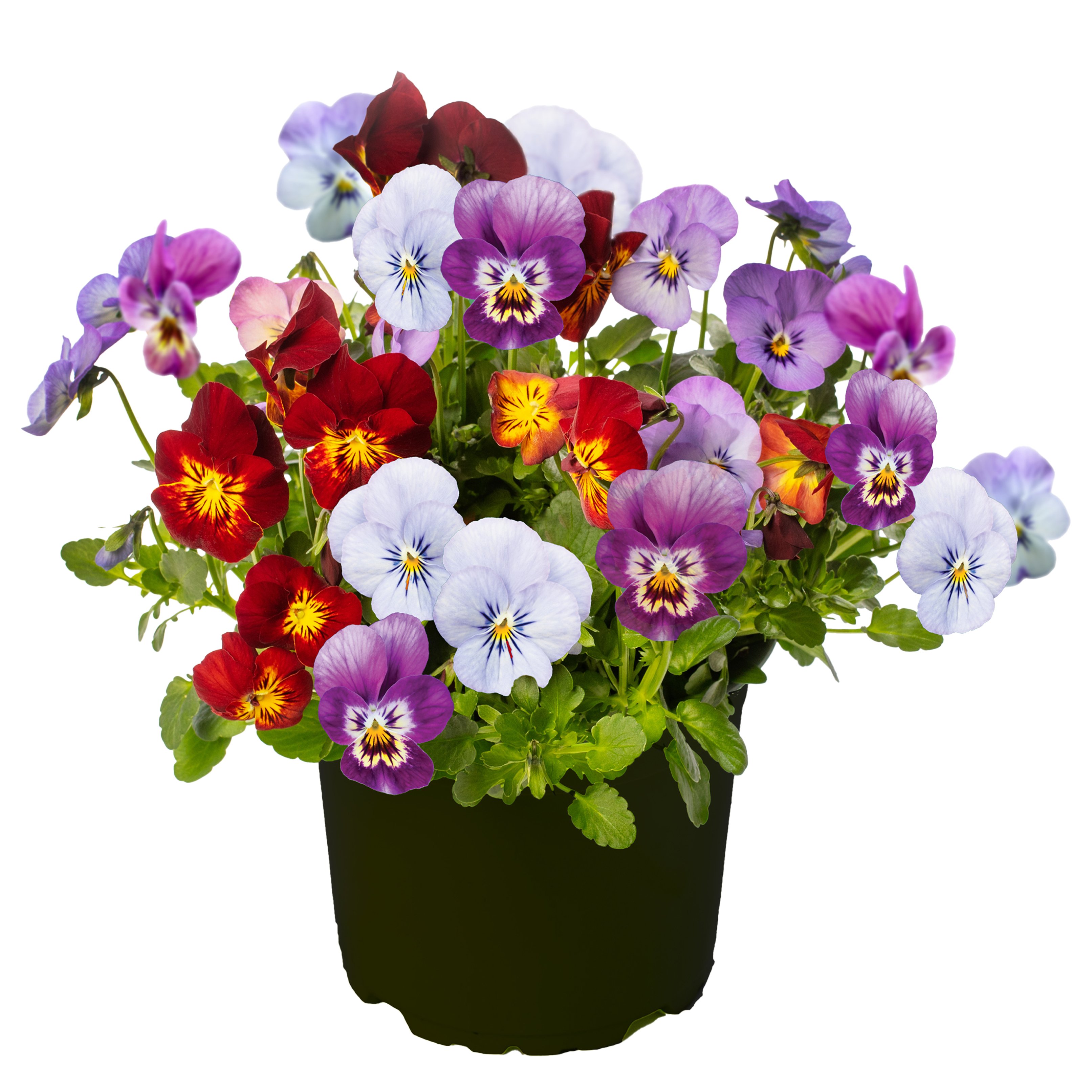 70112975-pot.jpg