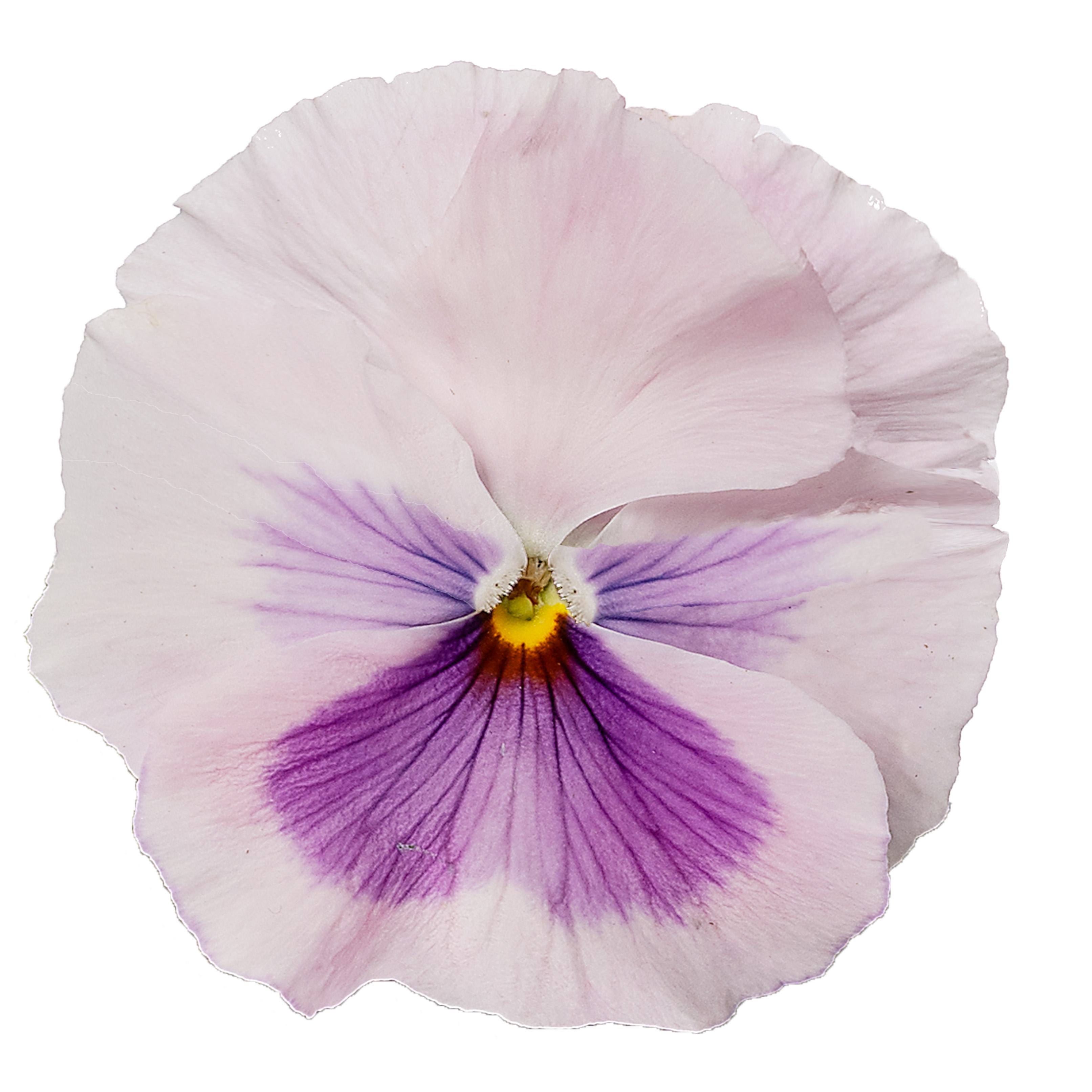 70000419-flower.jpg