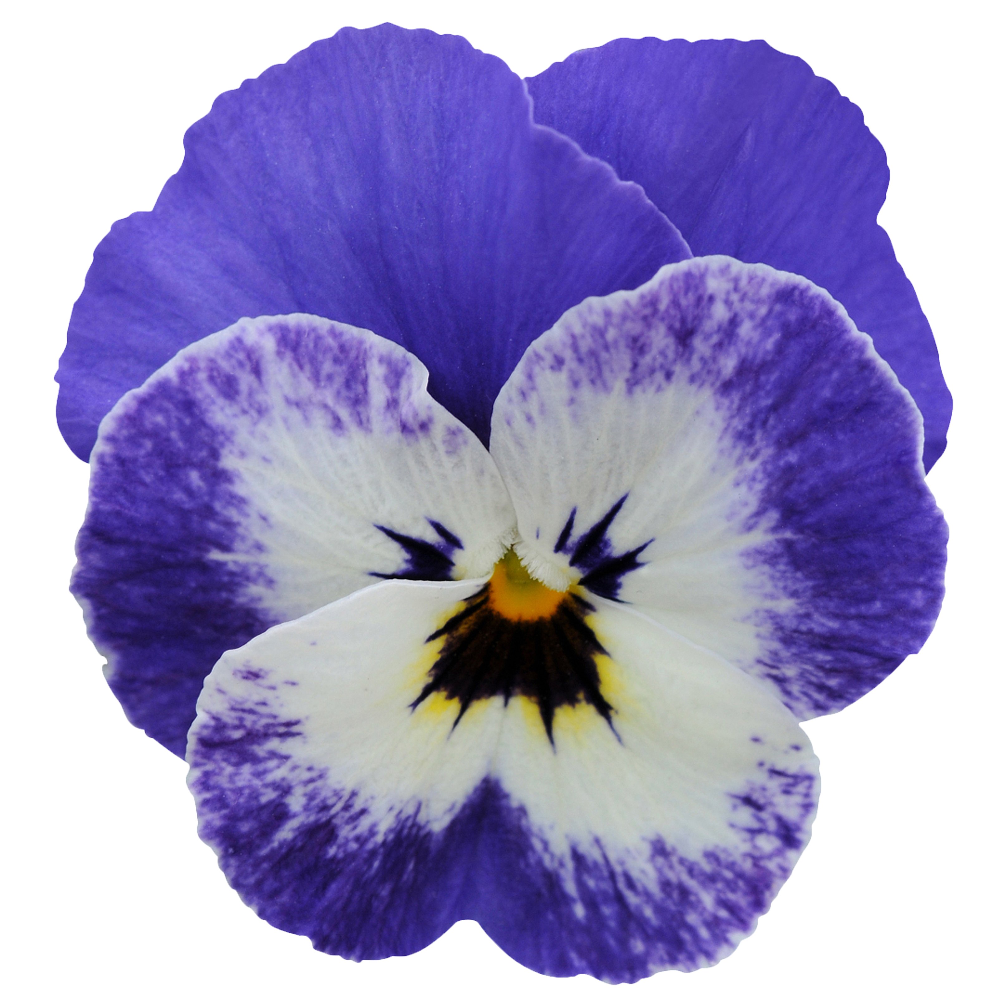 70054347-flower.jpg