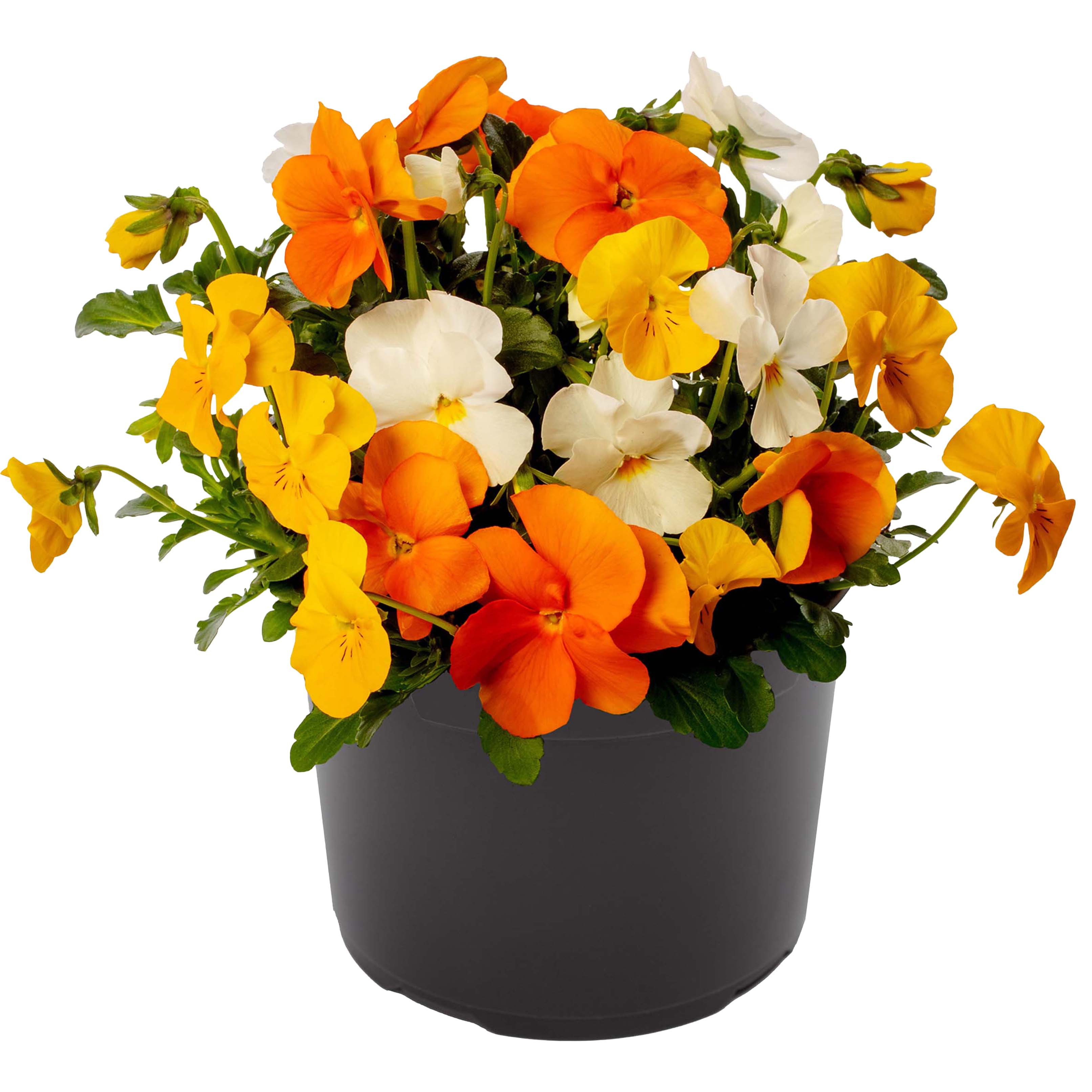 70112869-flower.jpg