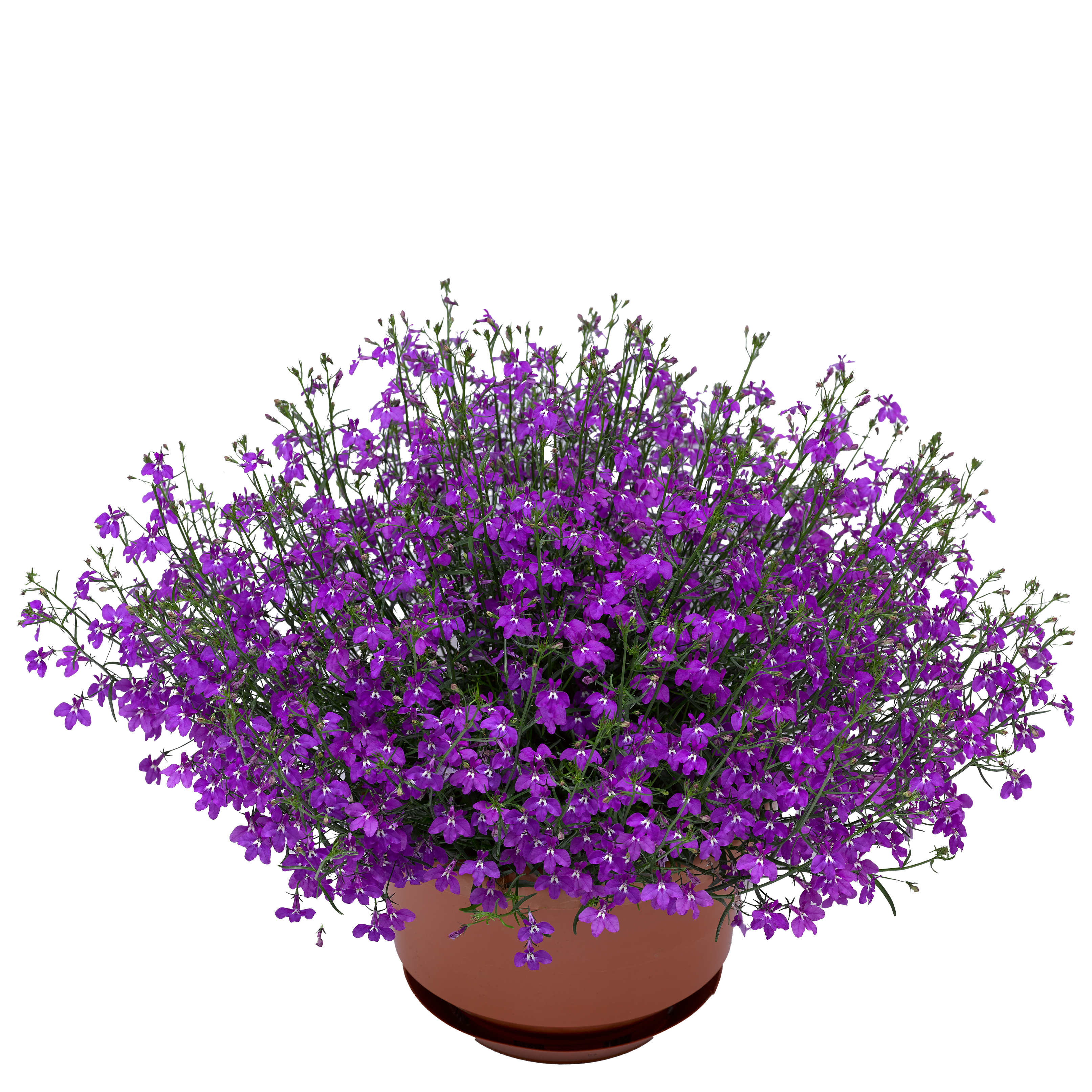 Techno® 2.0 Violet | Syngenta Flowers