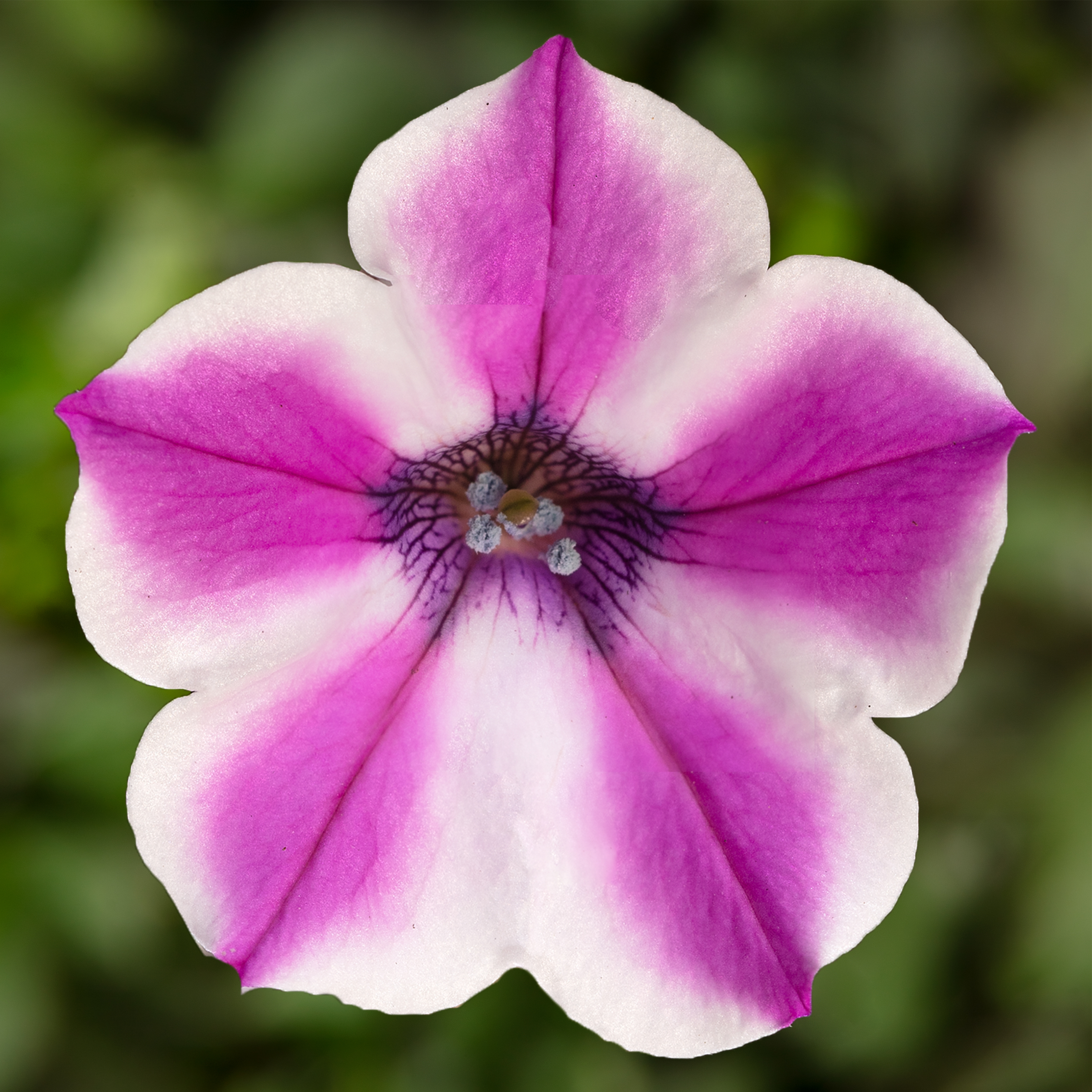 70099034-flower.jpg