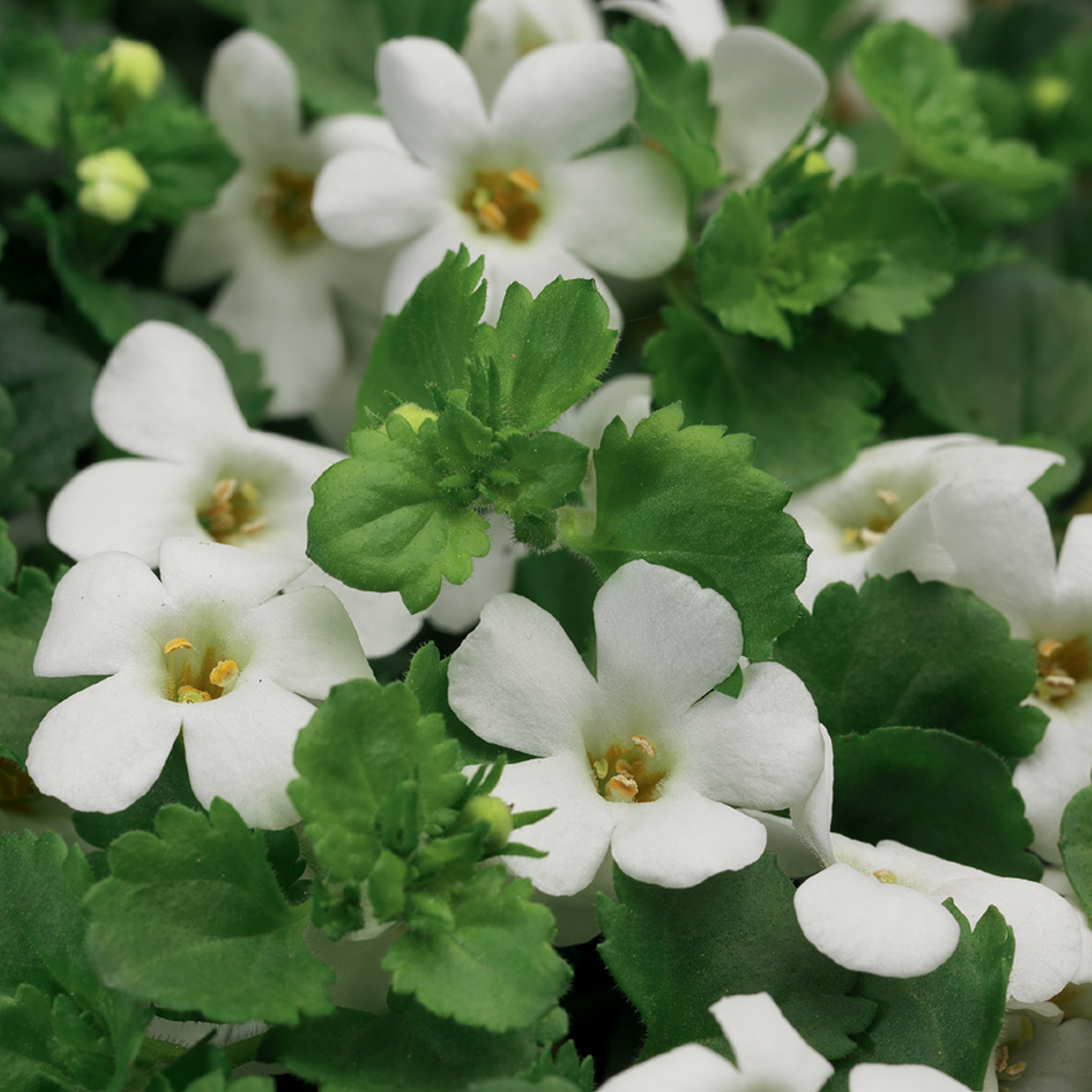 70003201-flower.jpg