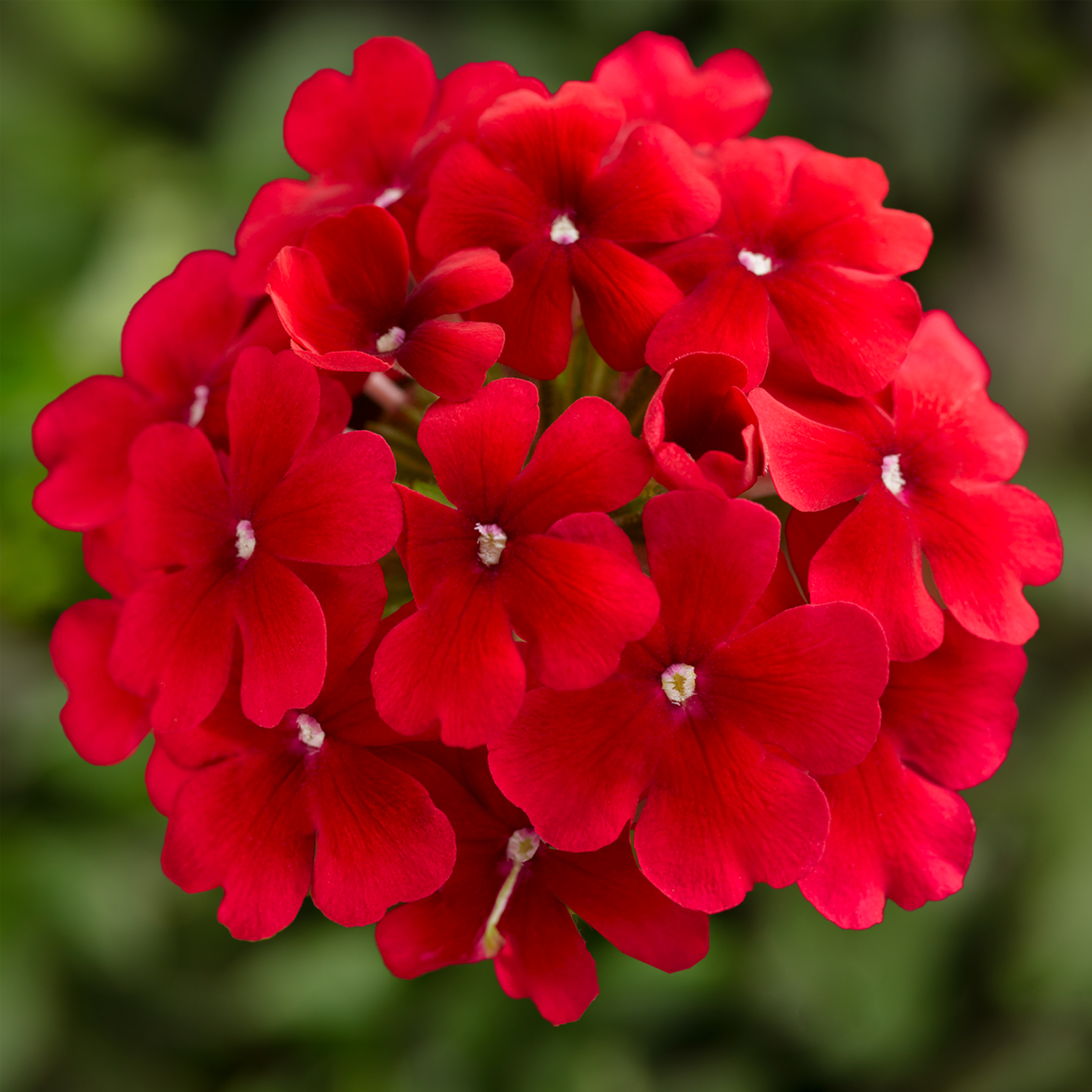 70060817-flower.jpg