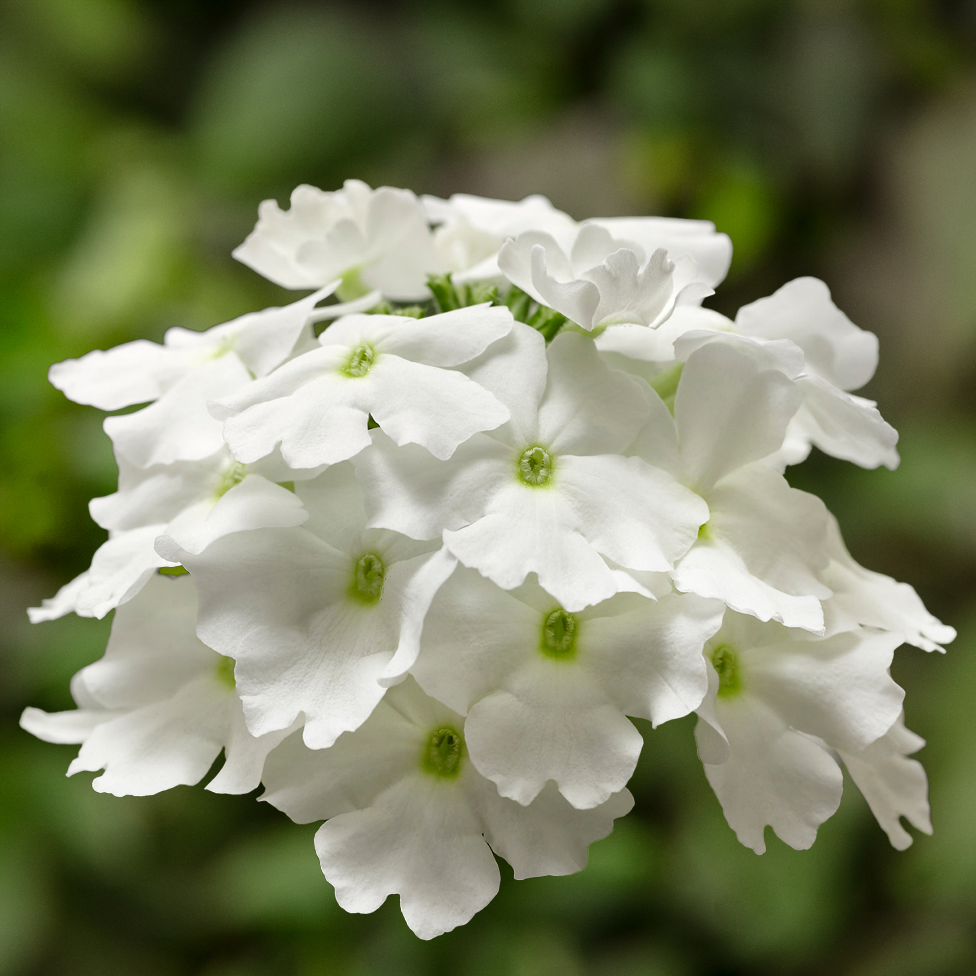70083036-flower.jpg