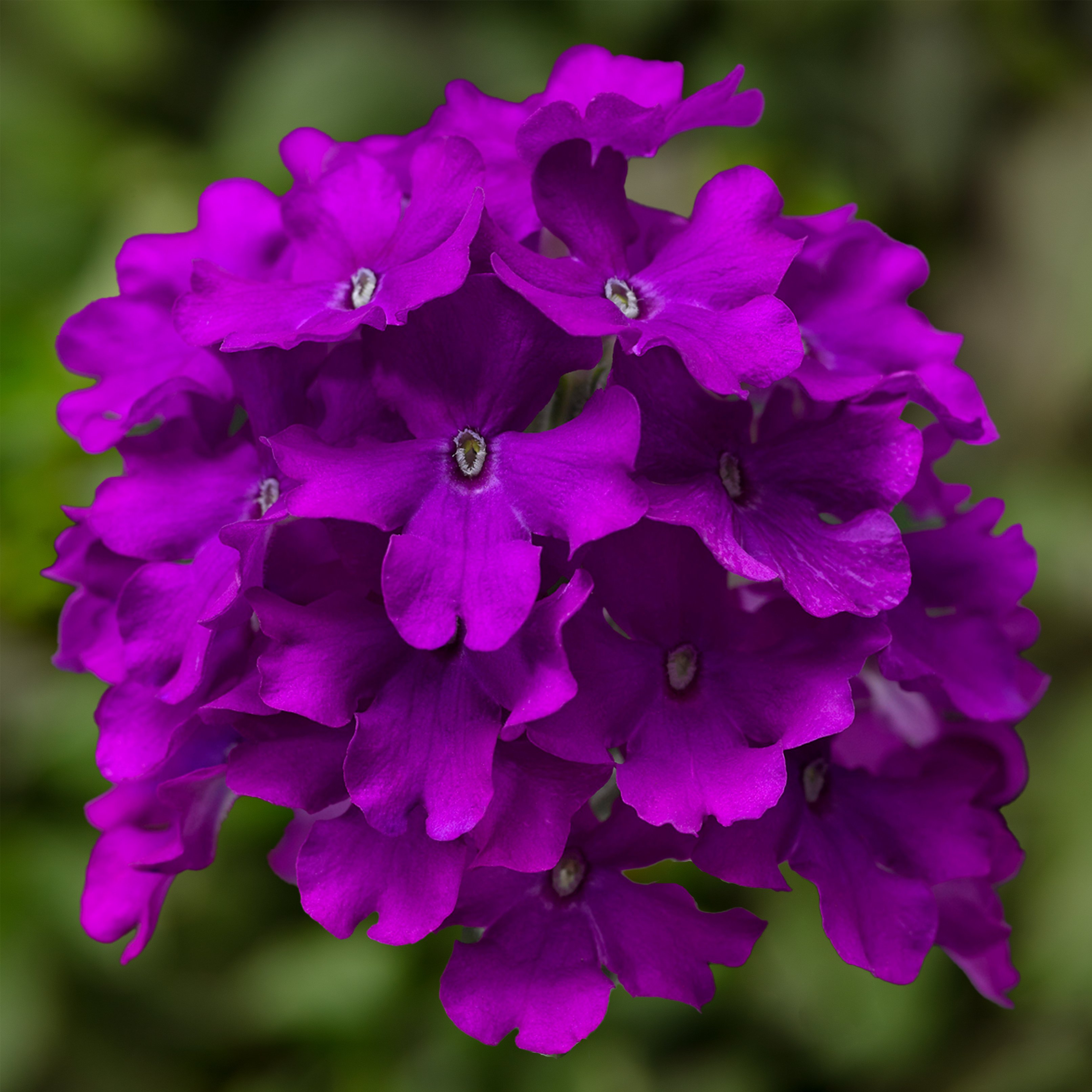 70083037-flower.jpg
