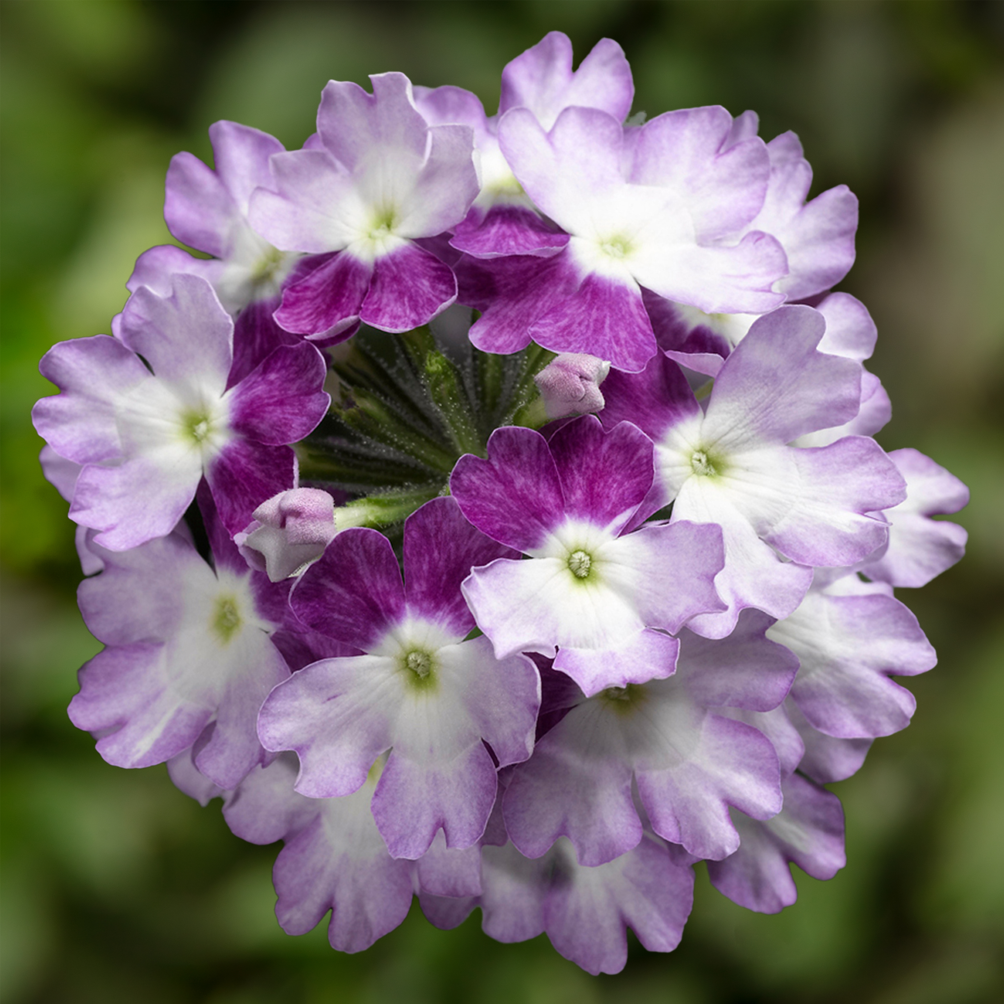 70054665-flower.jpg
