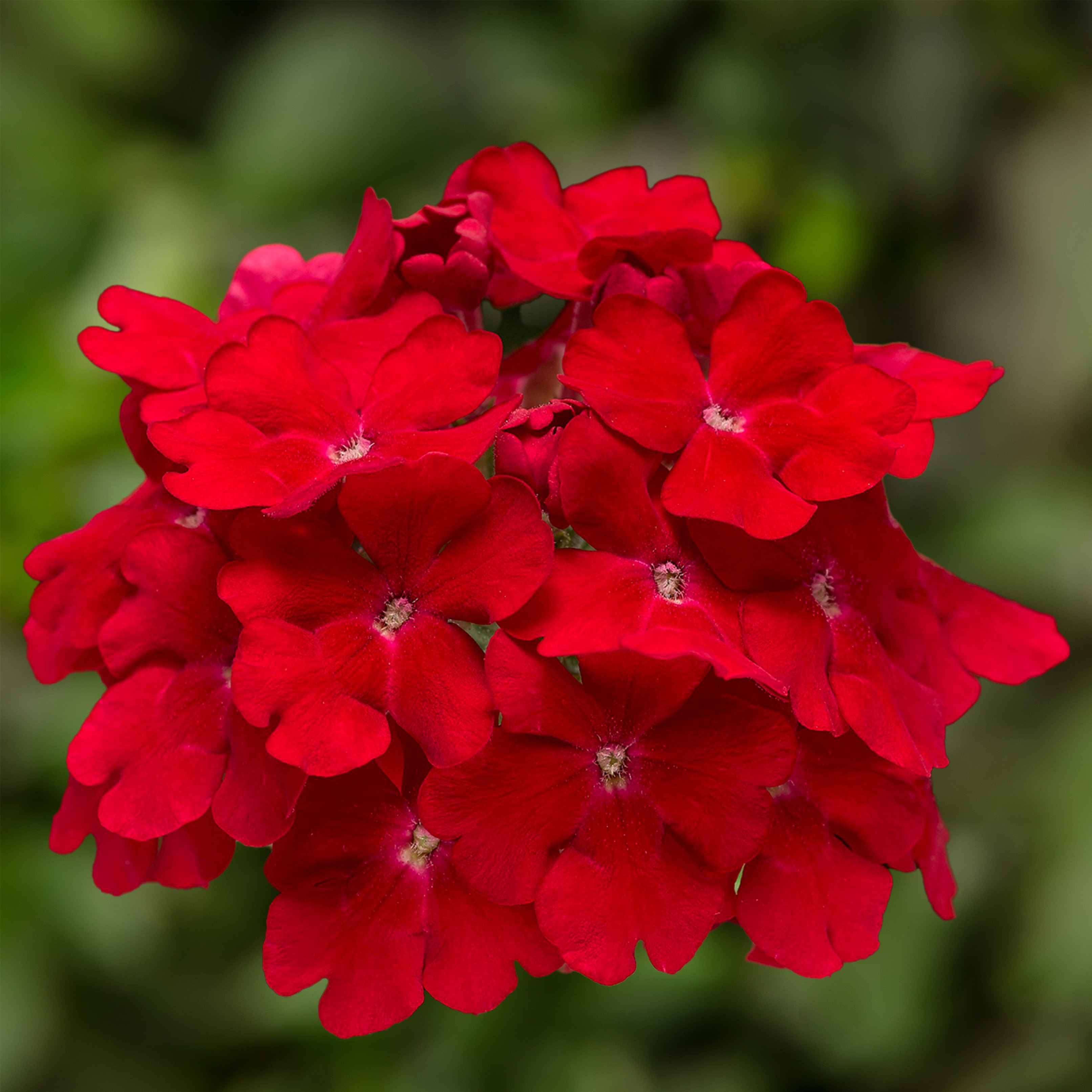 タケゾウ 70075889-flower.jpg
