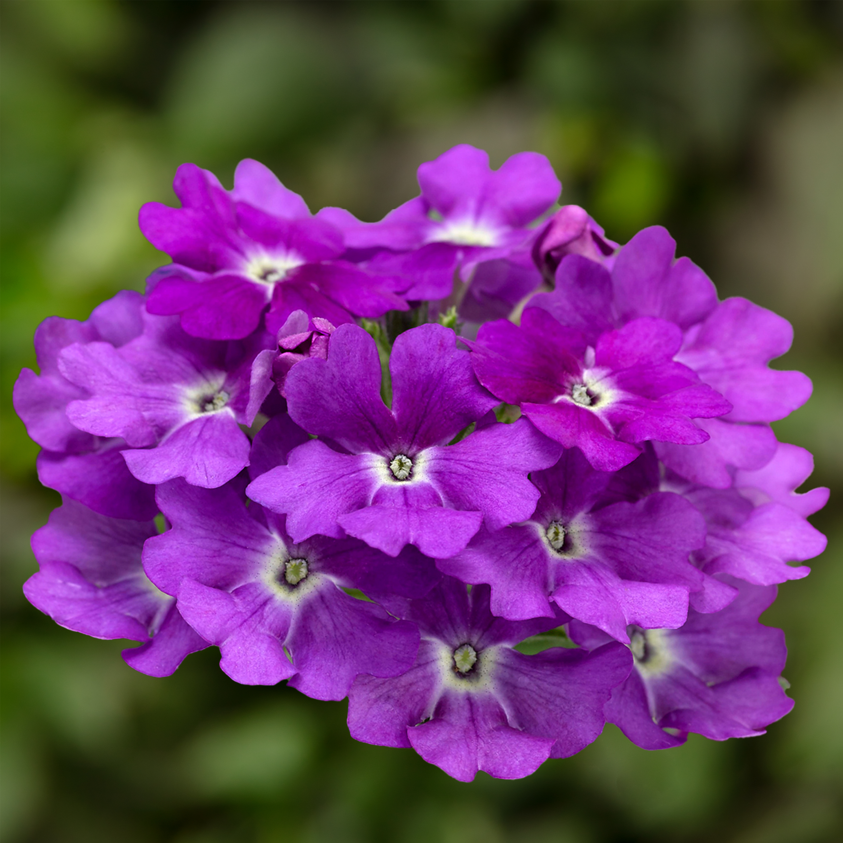 14 ムランジーナ 70075902-flower.jpg