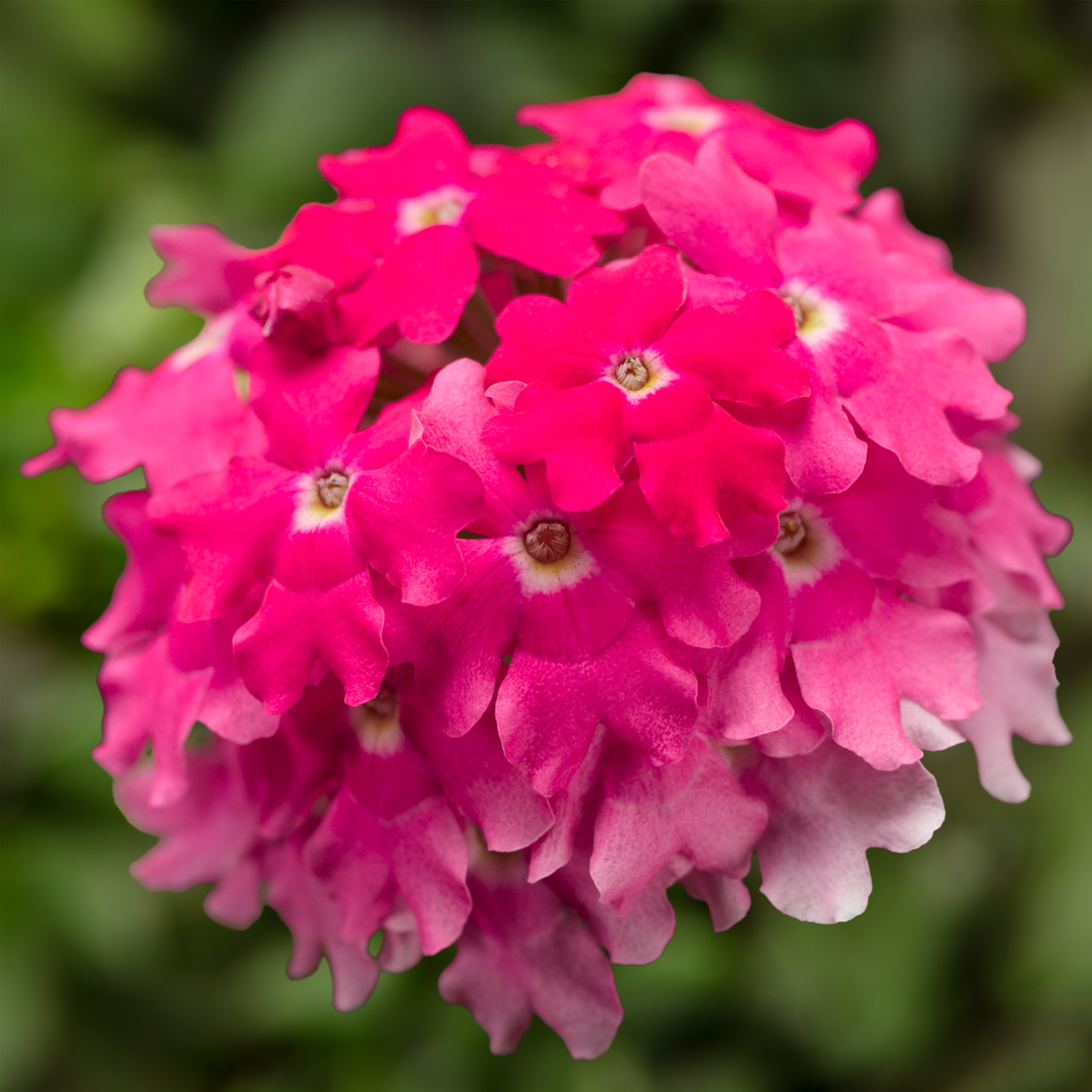 70021336-flower.jpg