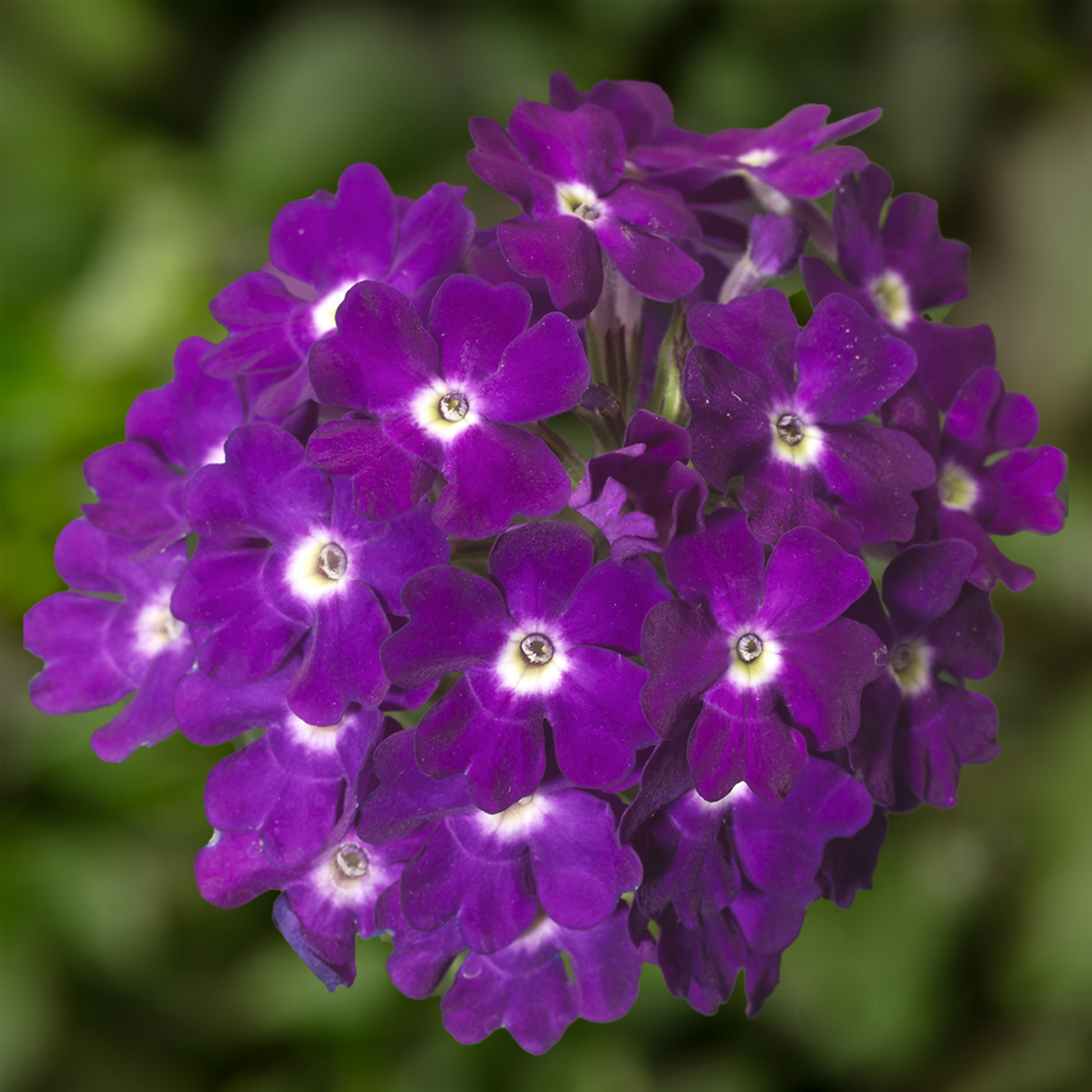 70008010-flower.jpg