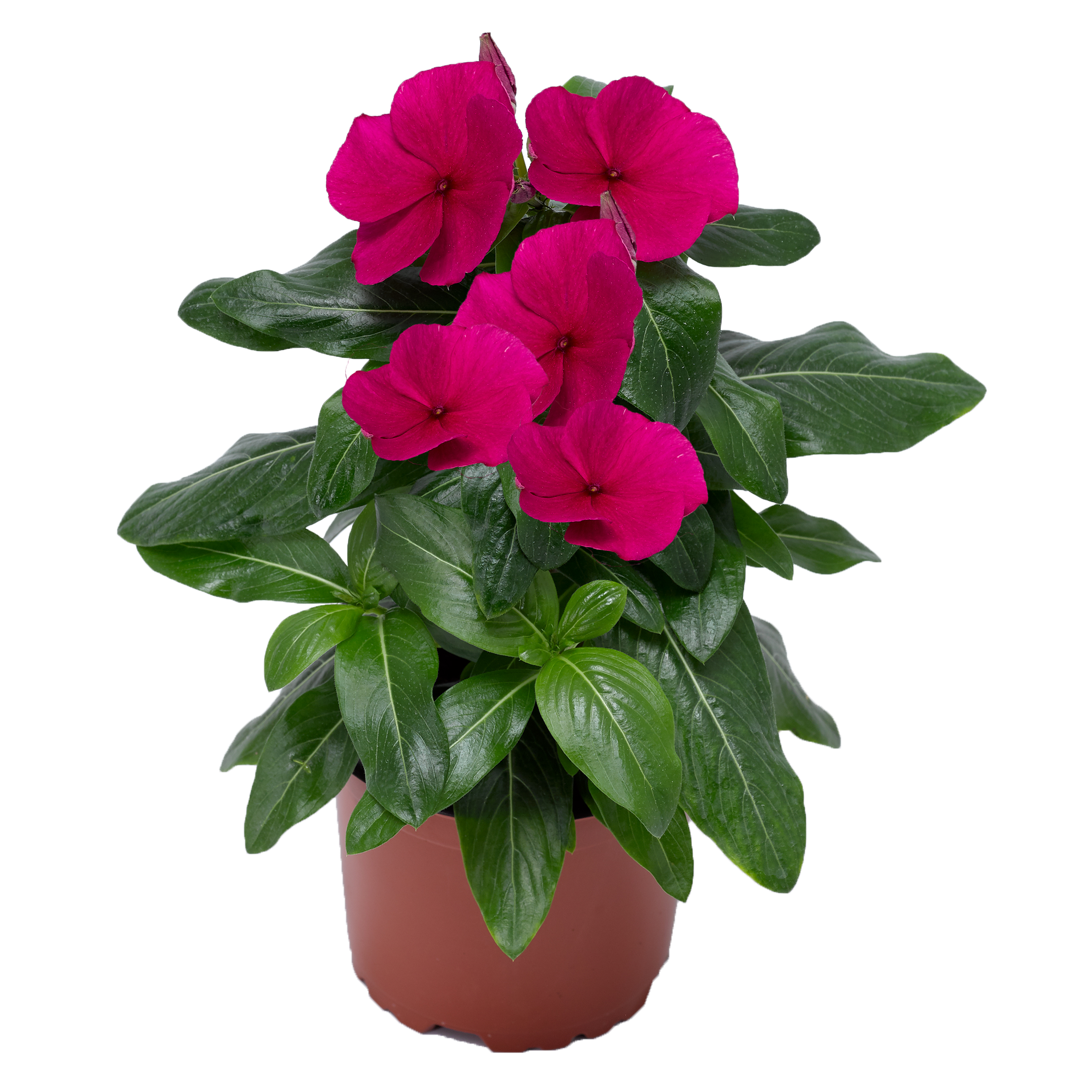 Cora XDR Hotgenta | Syngenta Flowers
