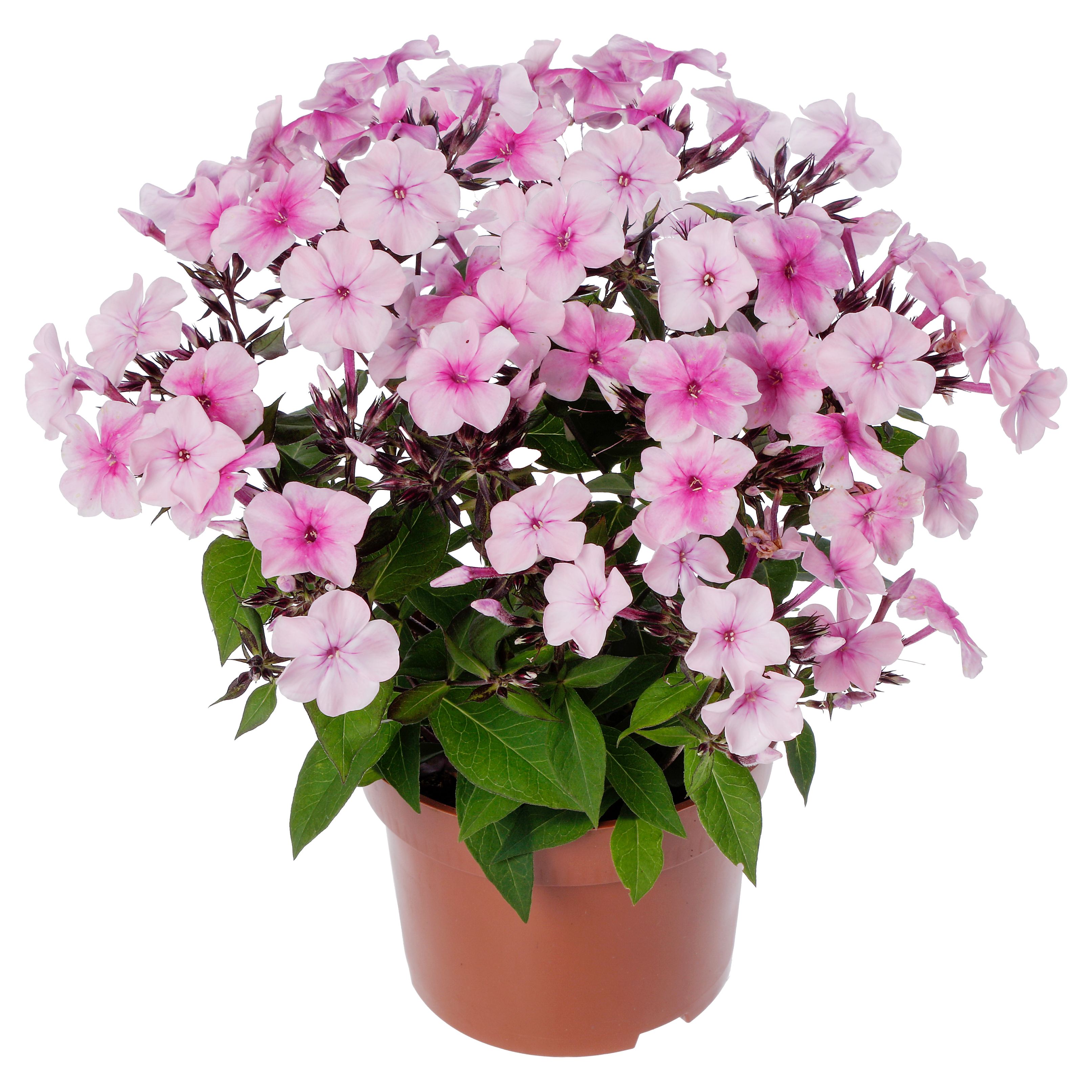 Flatscreen Light Pink Dark eye | Syngenta Flowers