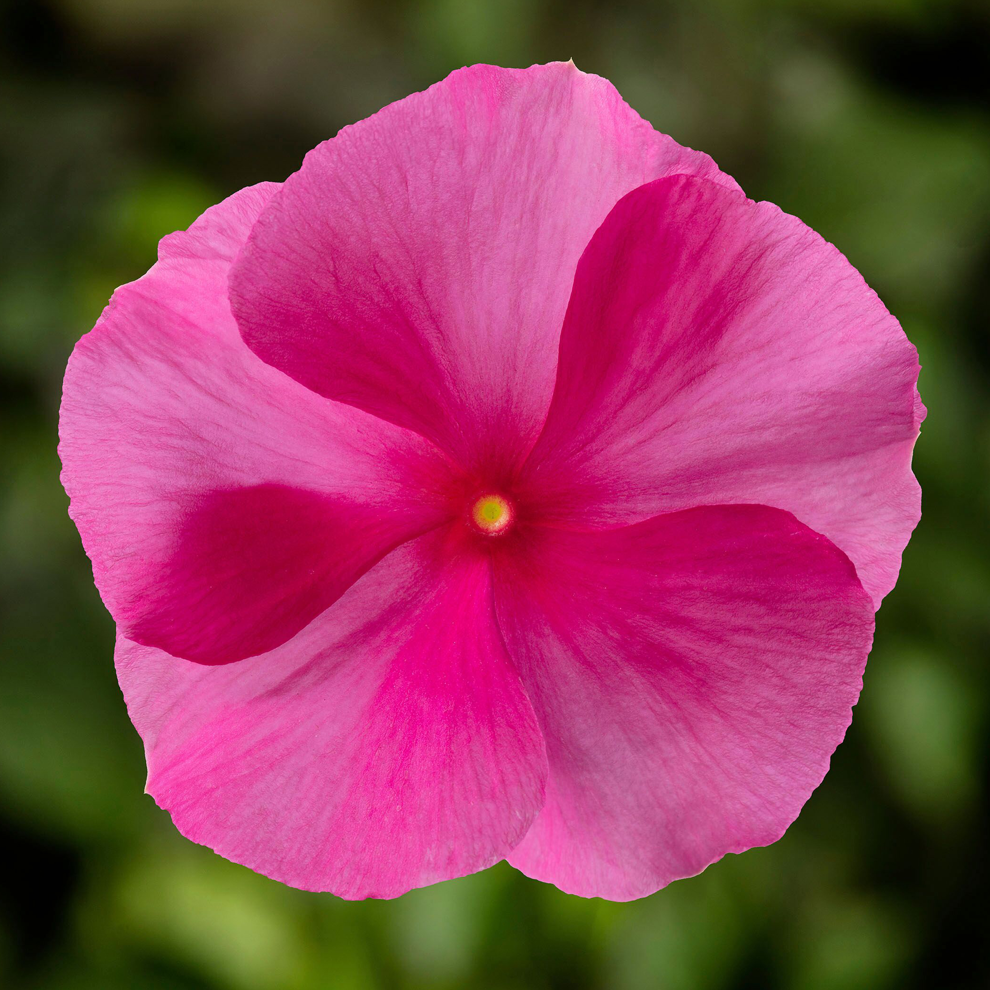 70082729-flower.jpg