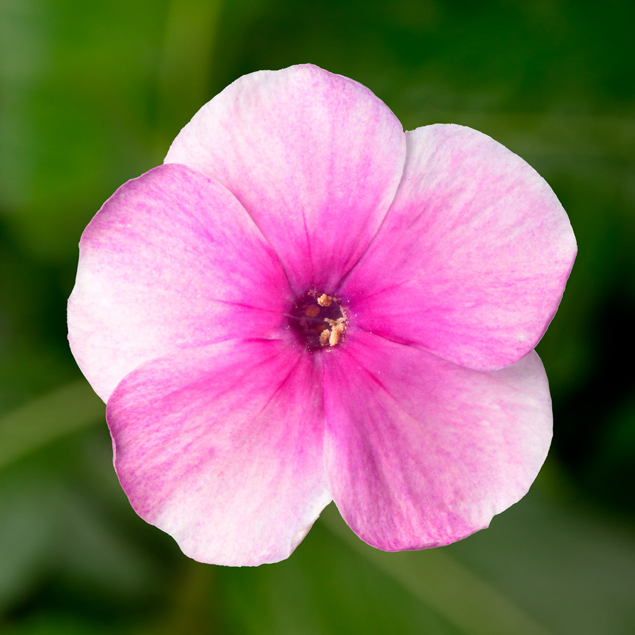 Flatscreen Pink with Eye | Syngenta Flowers