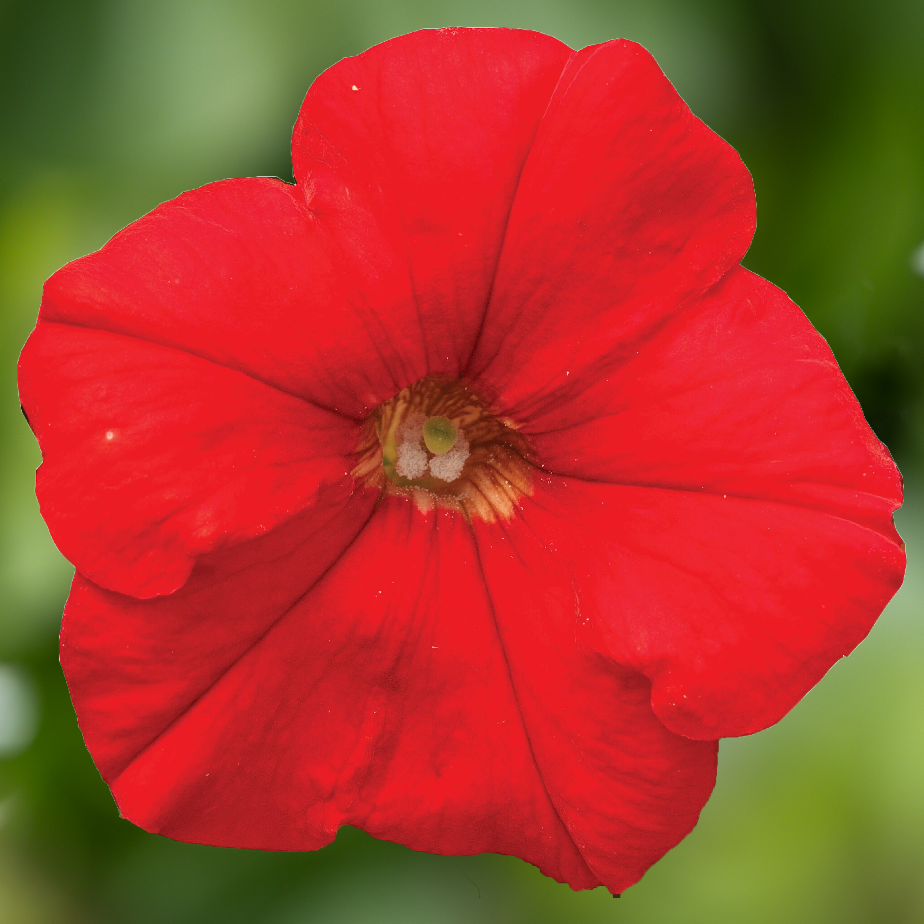 70035048-flower.jpg