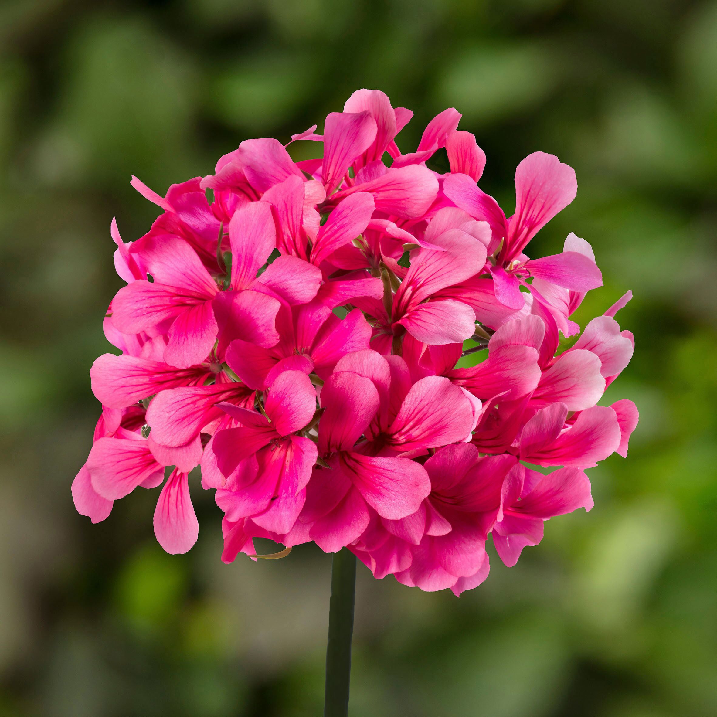 Super Cascade Rose | Syngenta Flowers