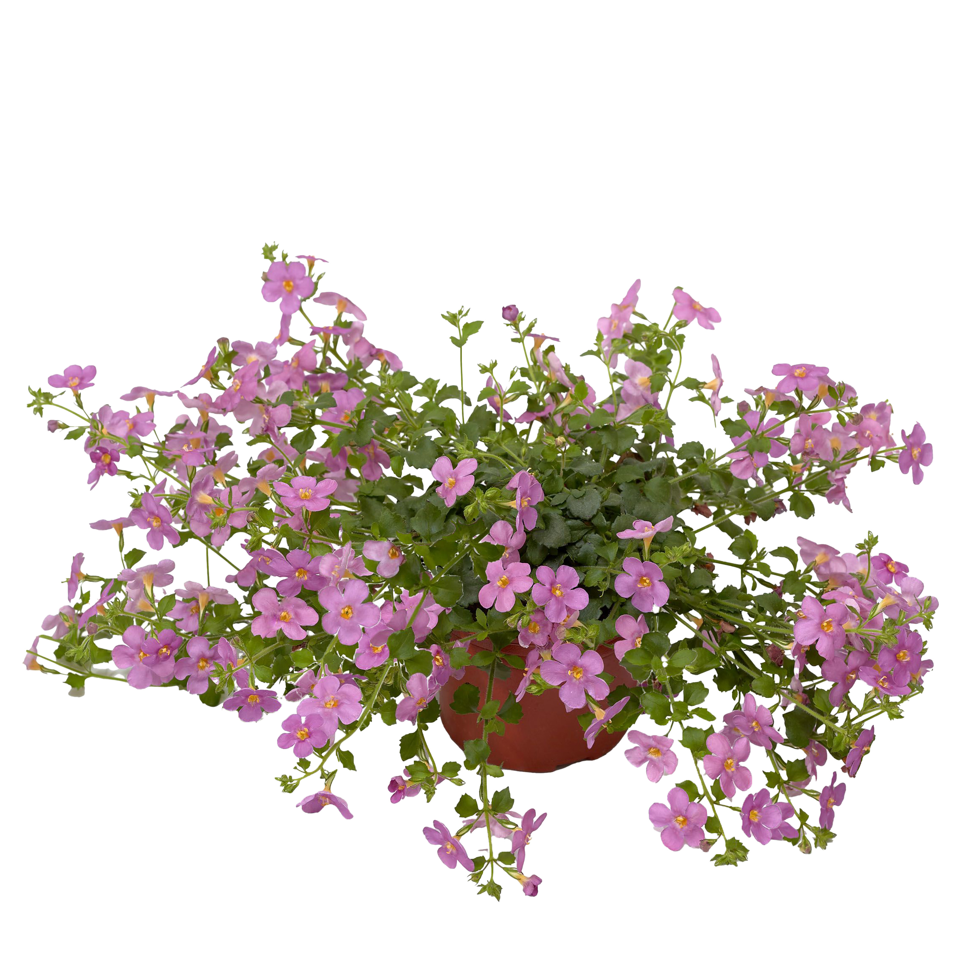 70071583-pot.jpg