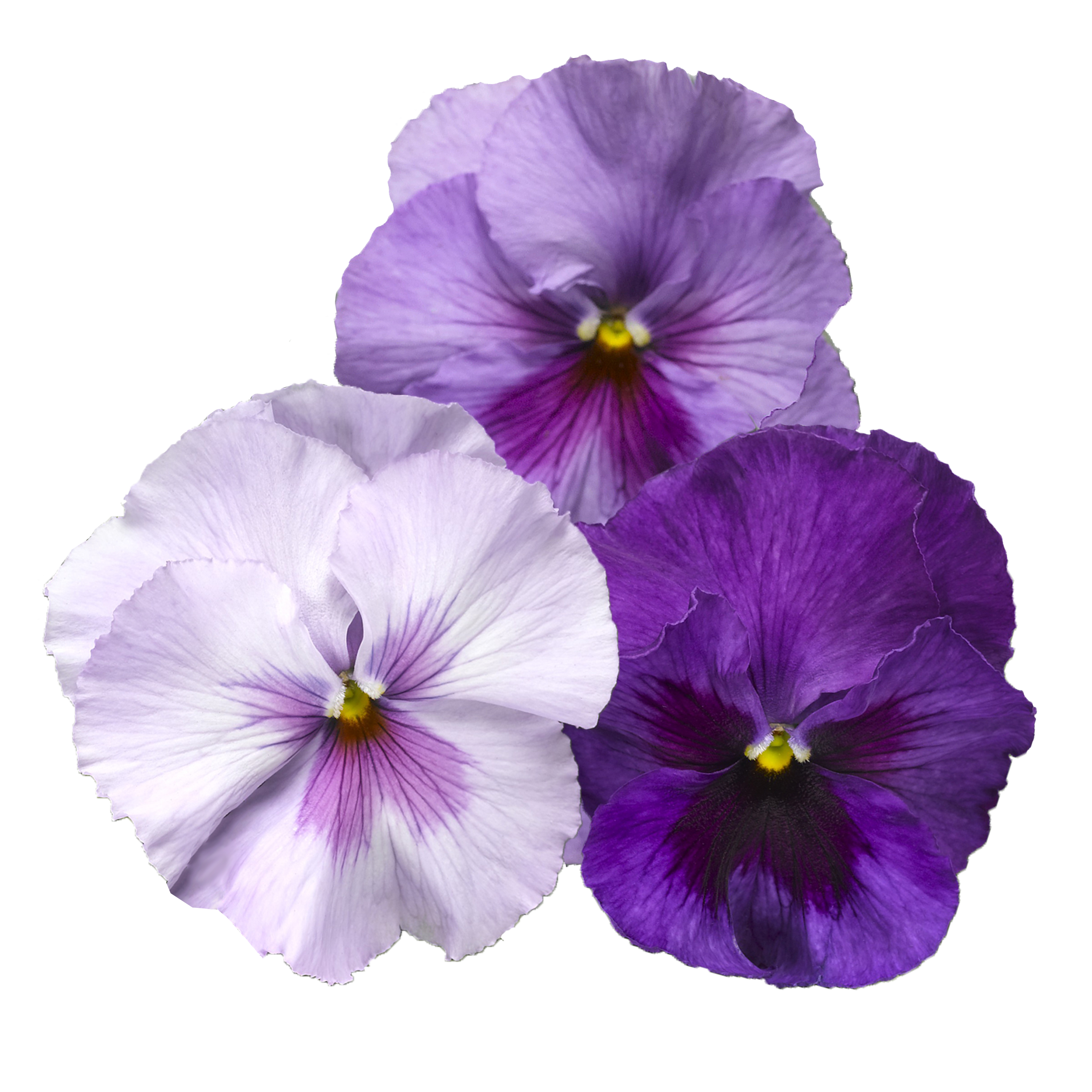 Delta® Pro Lavender Blue Shades | Syngenta Flowers