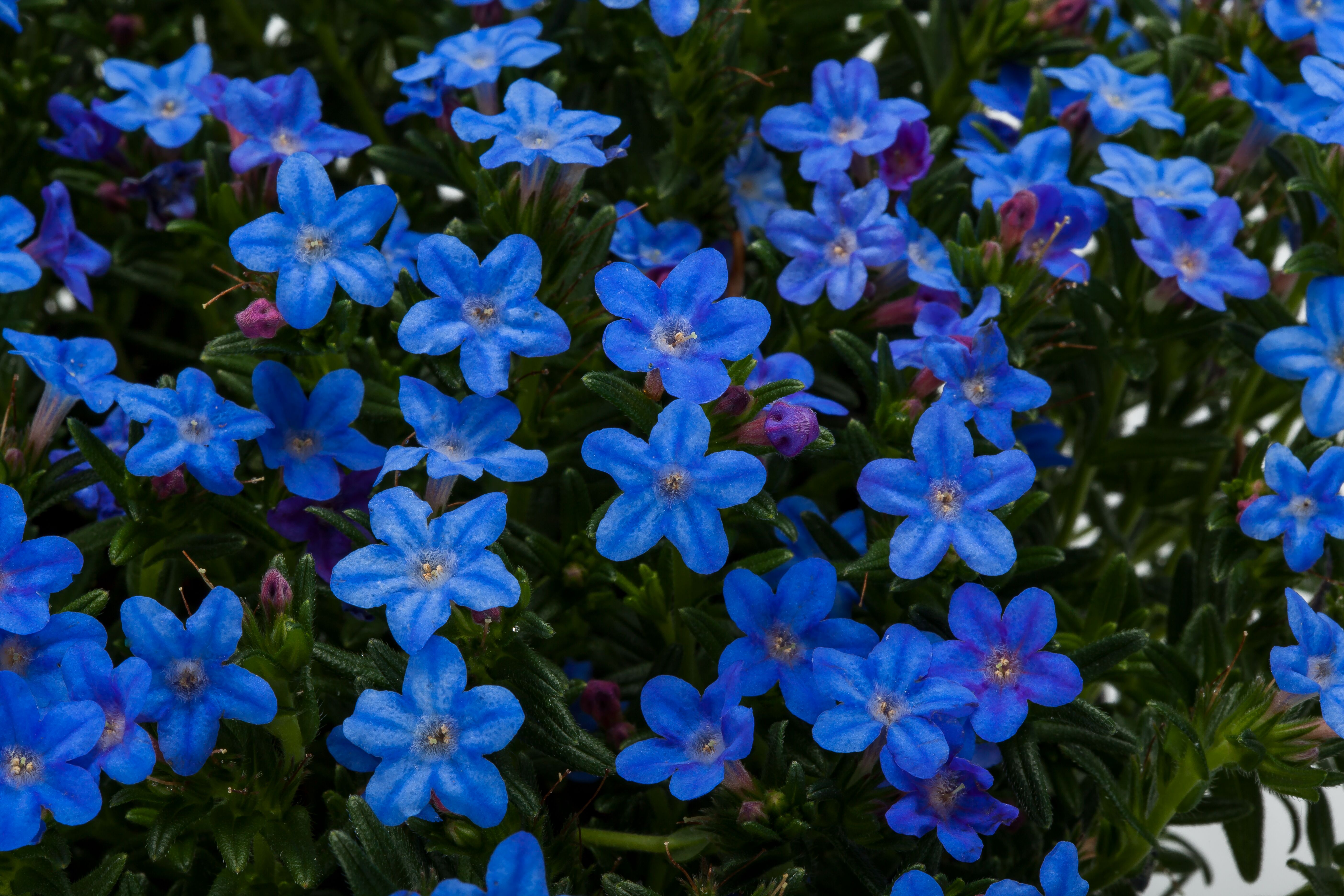 Tidepool Blue | Syngenta Flowers