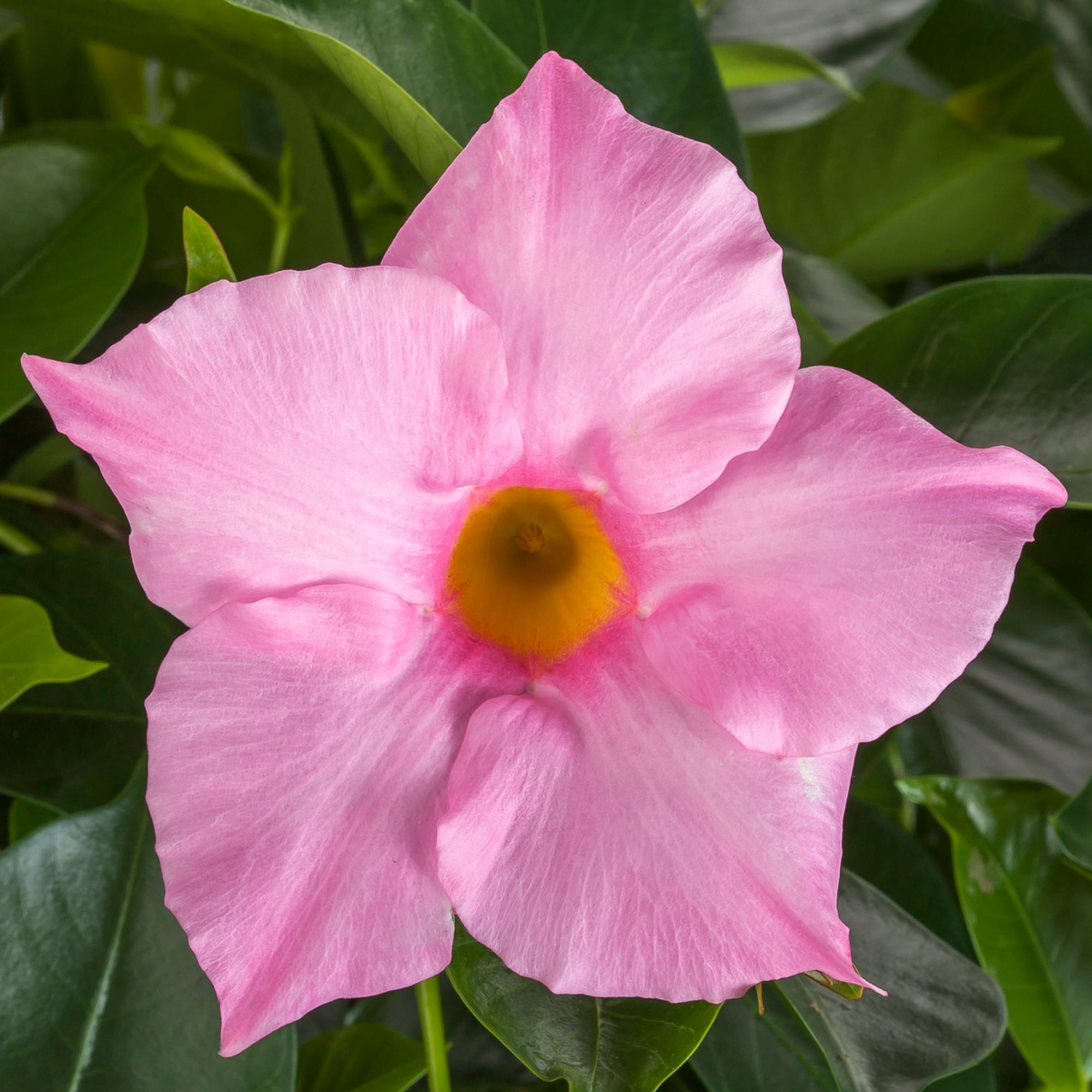 Rio Elegant C Pink Syngenta Flowers