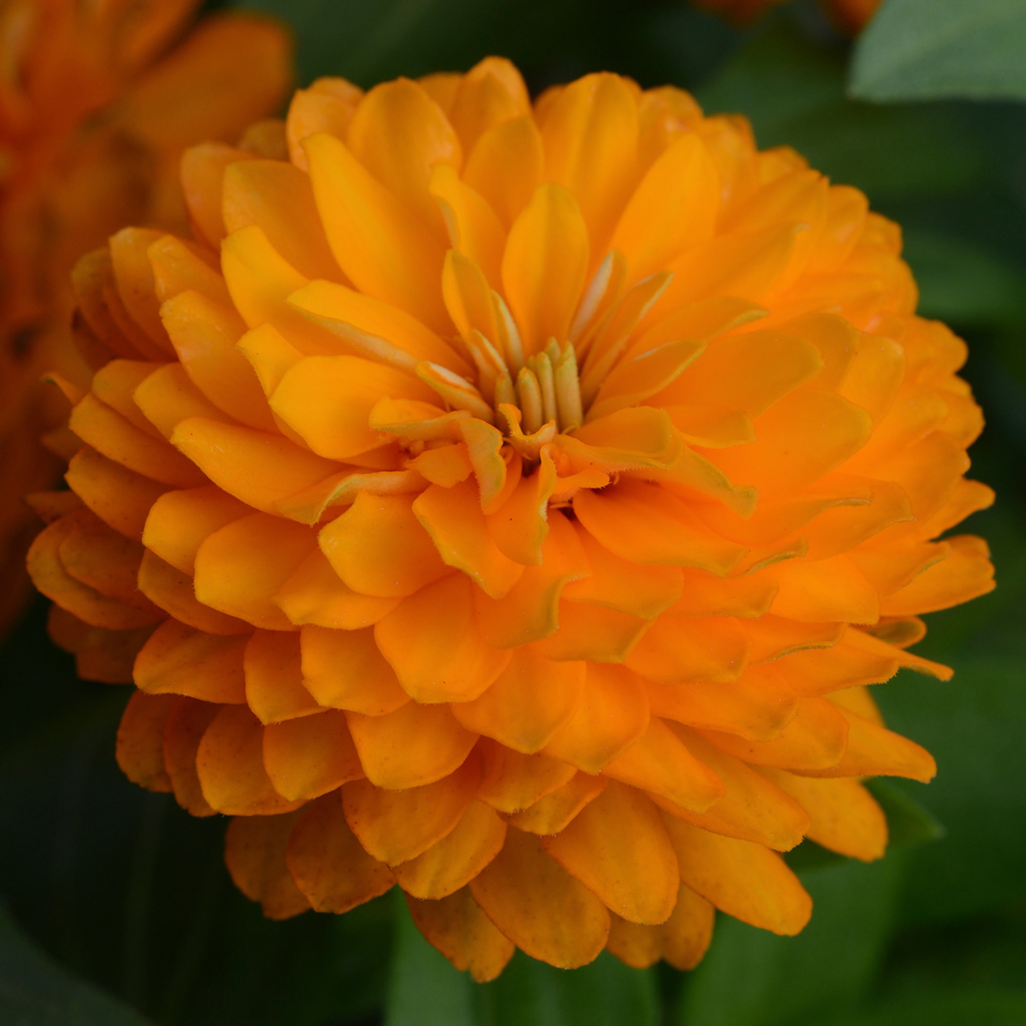 Double zahara bright orange syngenta flowers