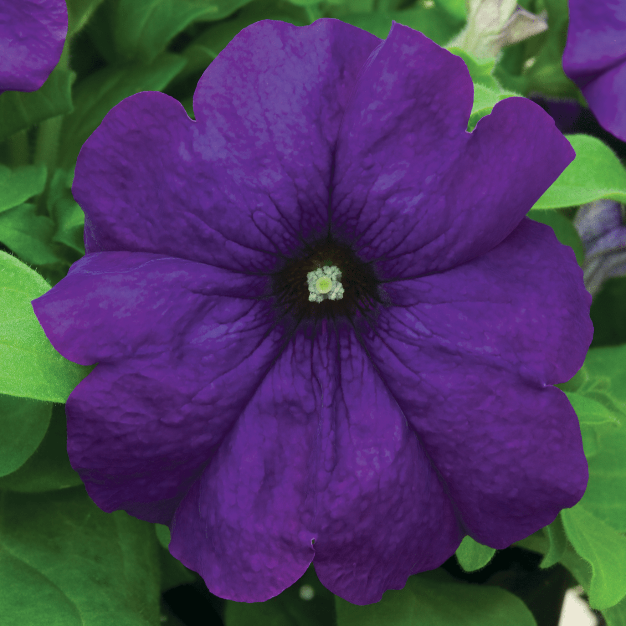 Duvet blue imp syngenta flowers