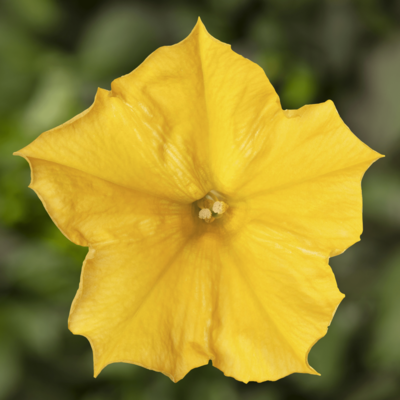 70091560-flower.png